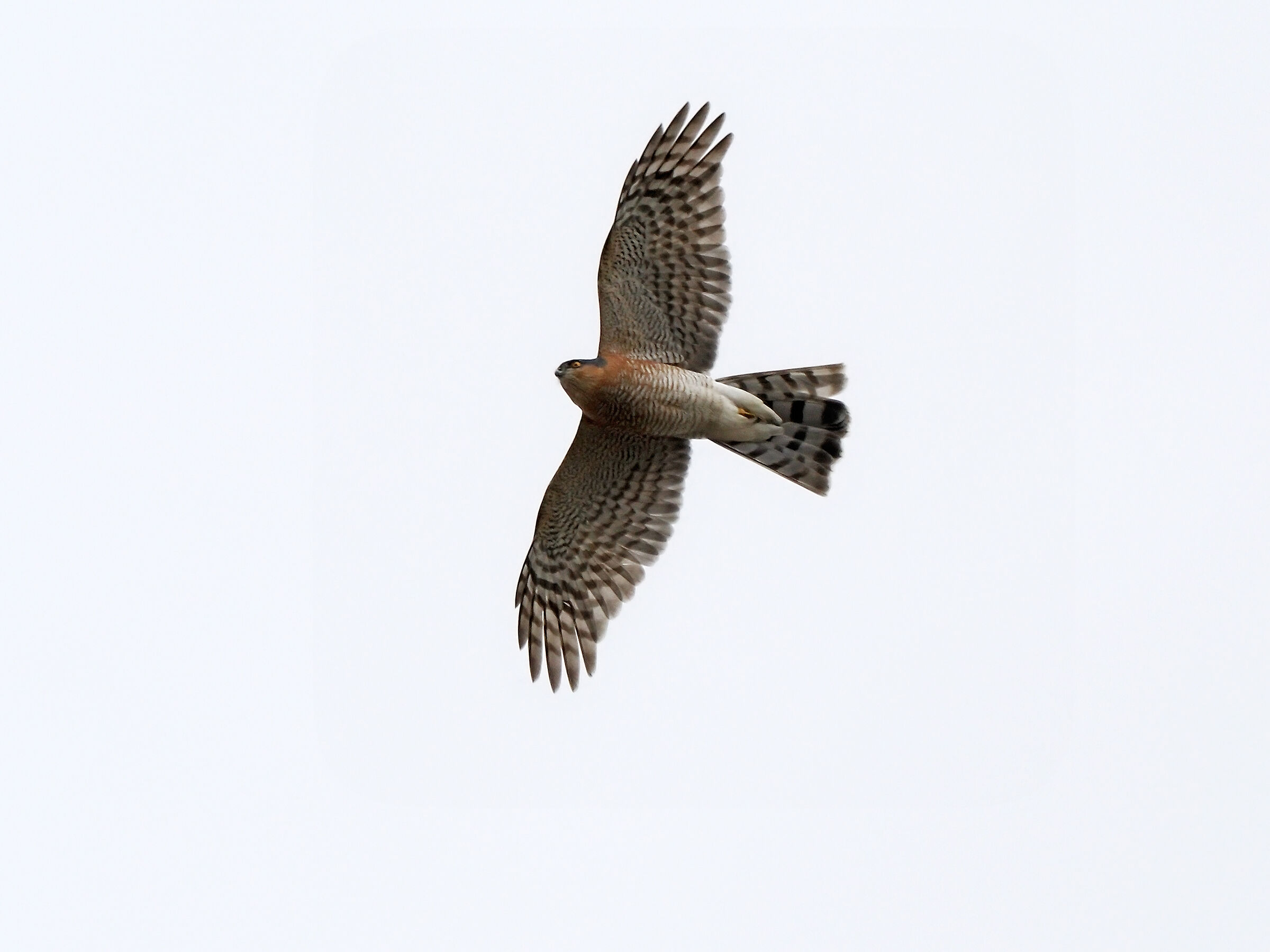 Male Sparrowhawk...