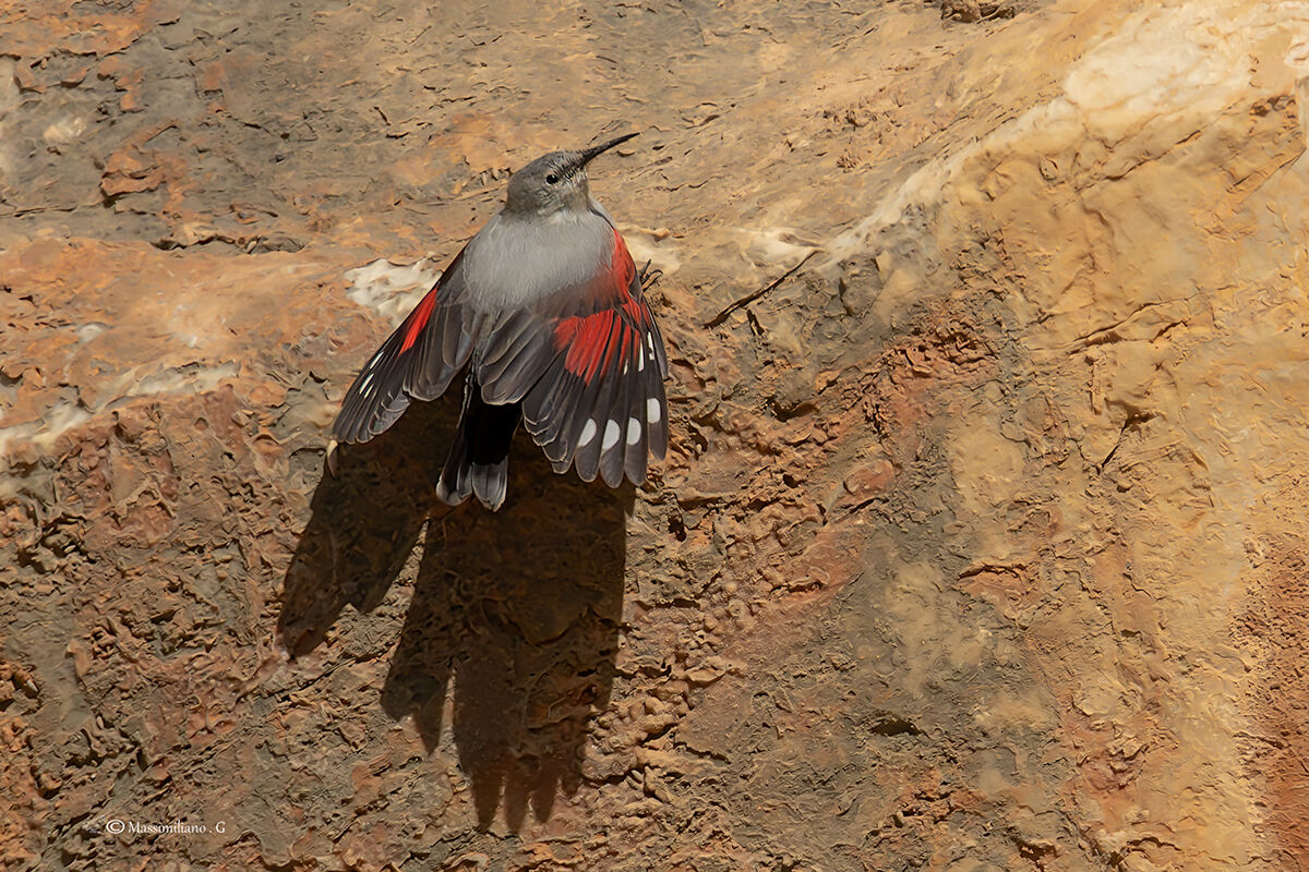 Wallcreeper ...