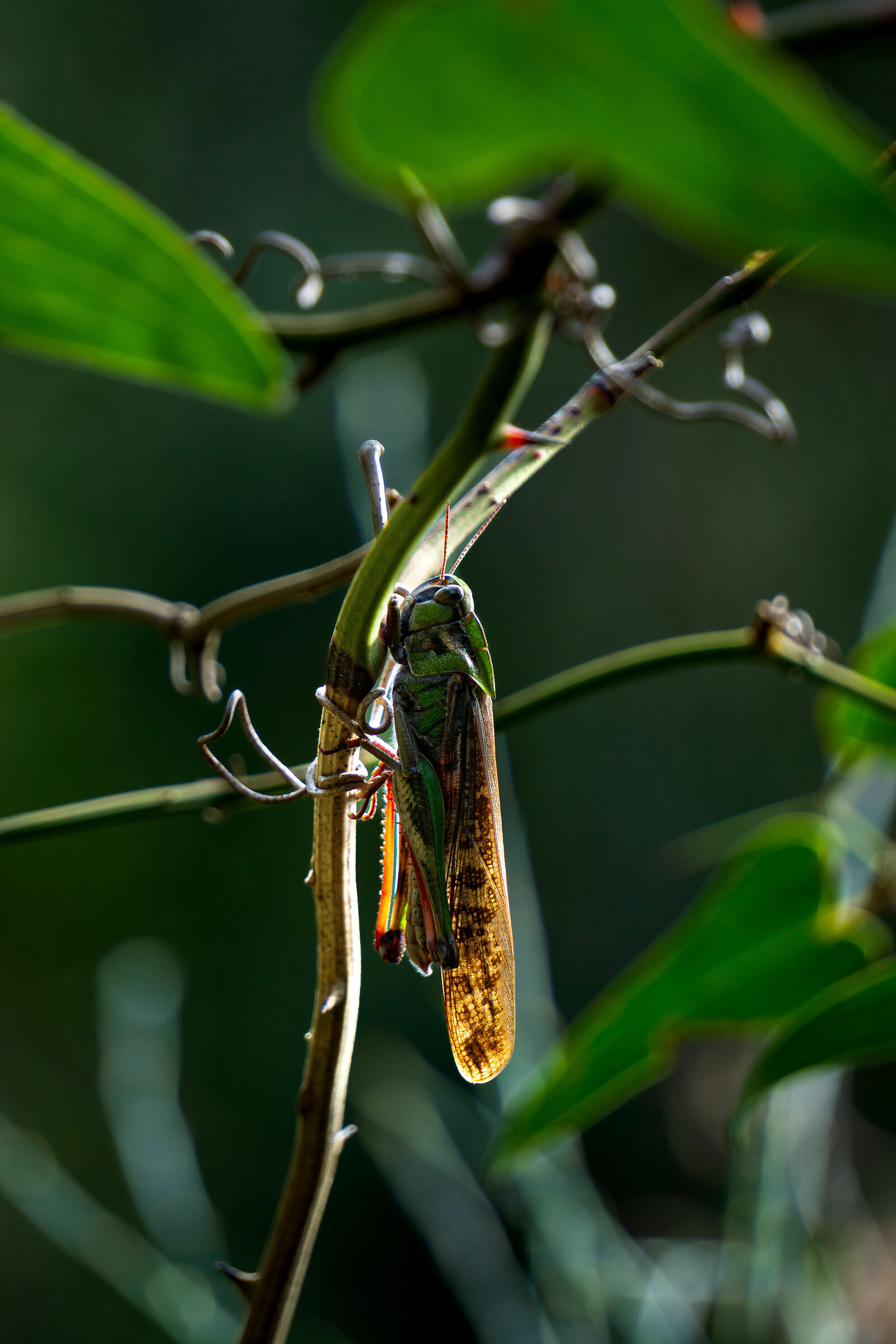 Grasshopper ...