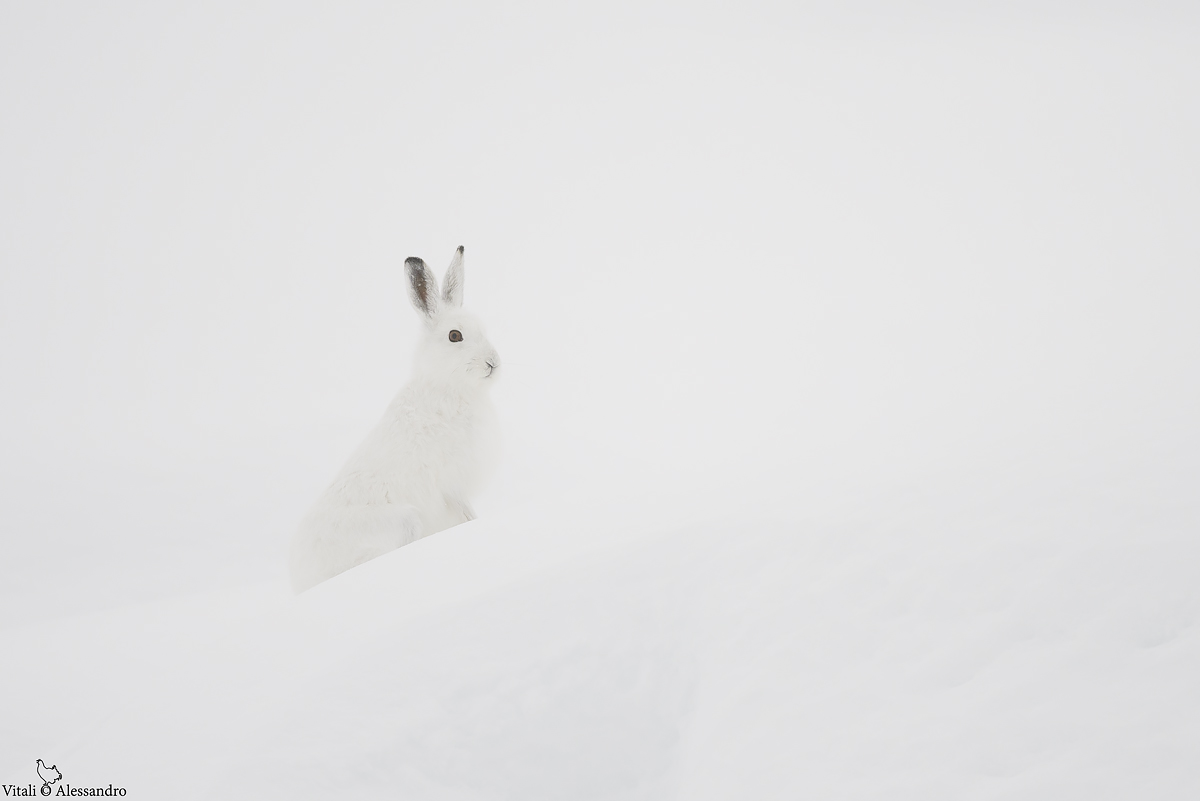 White hare...