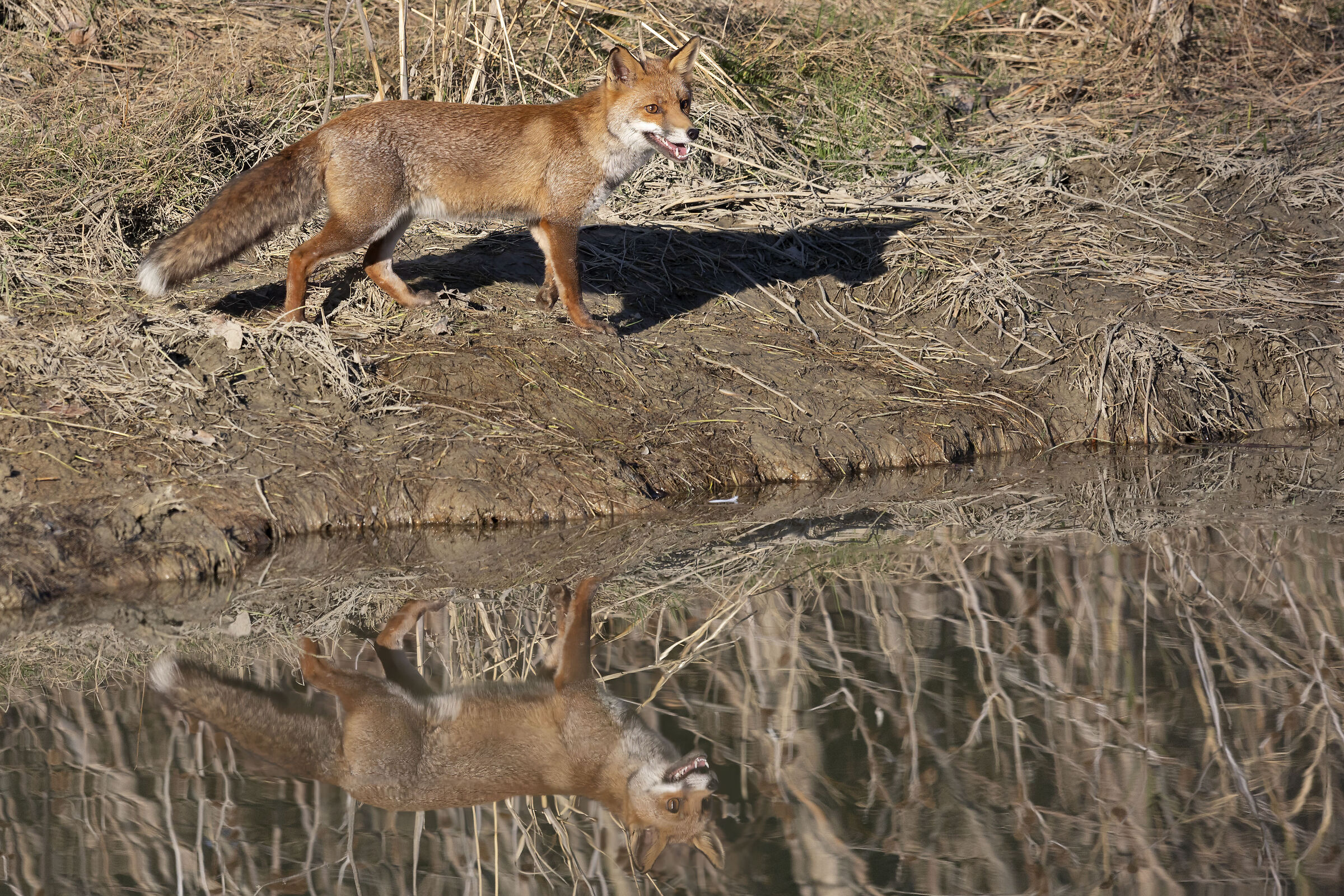 Fox Reflections ...