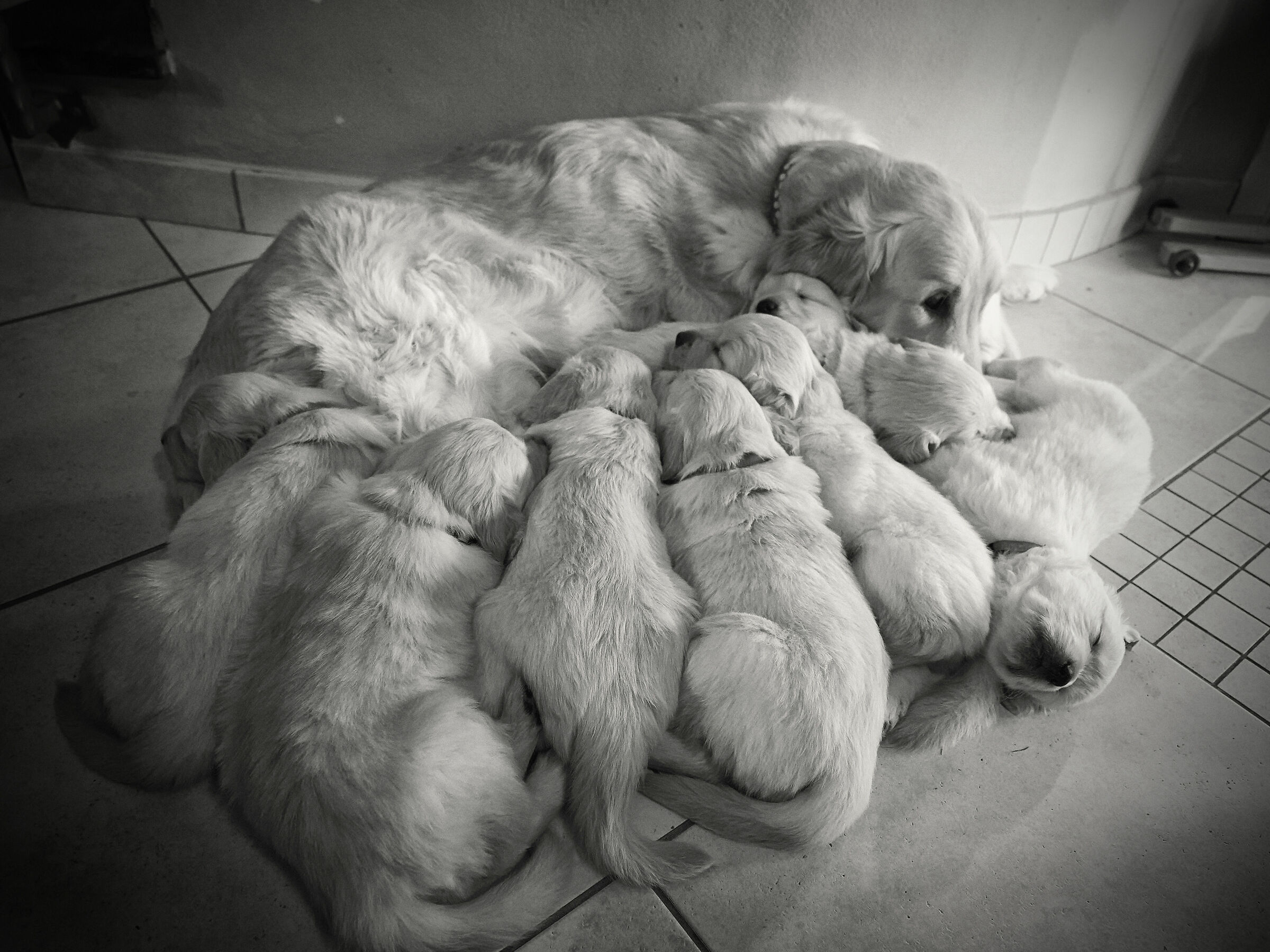 8 golden puppies...