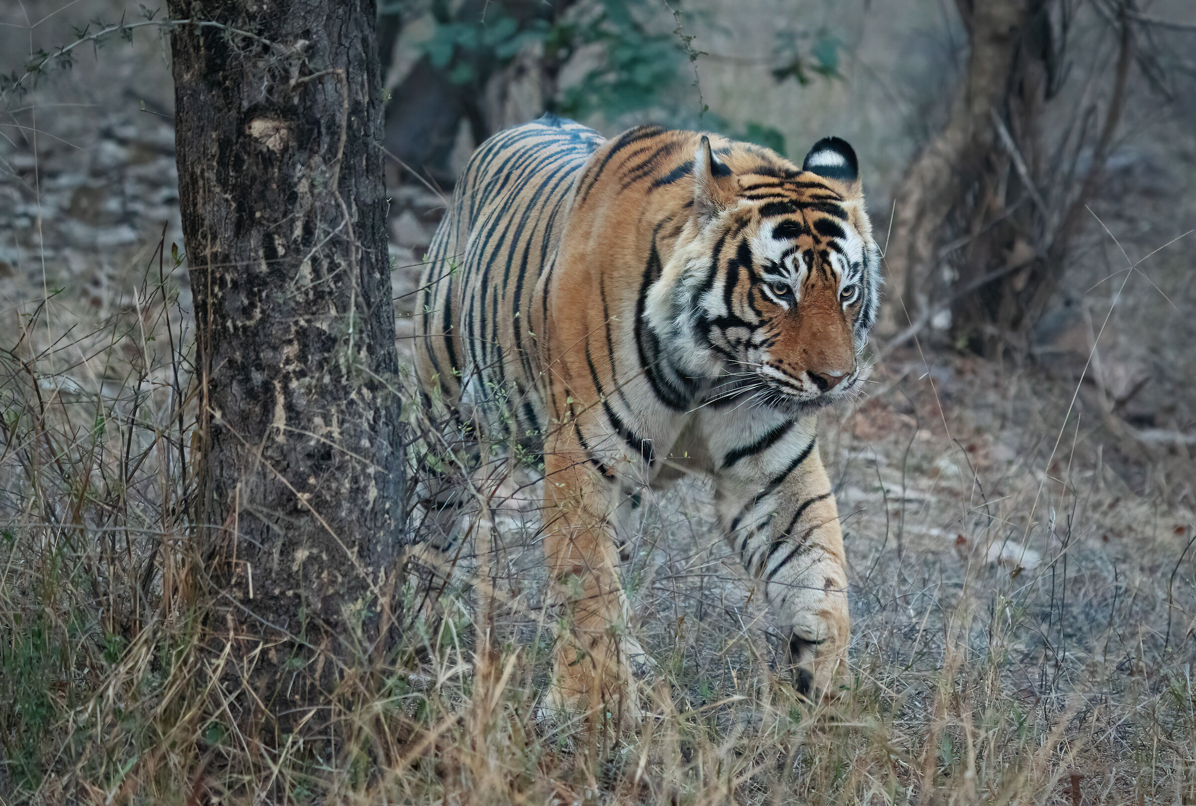 Bengal Tiger...