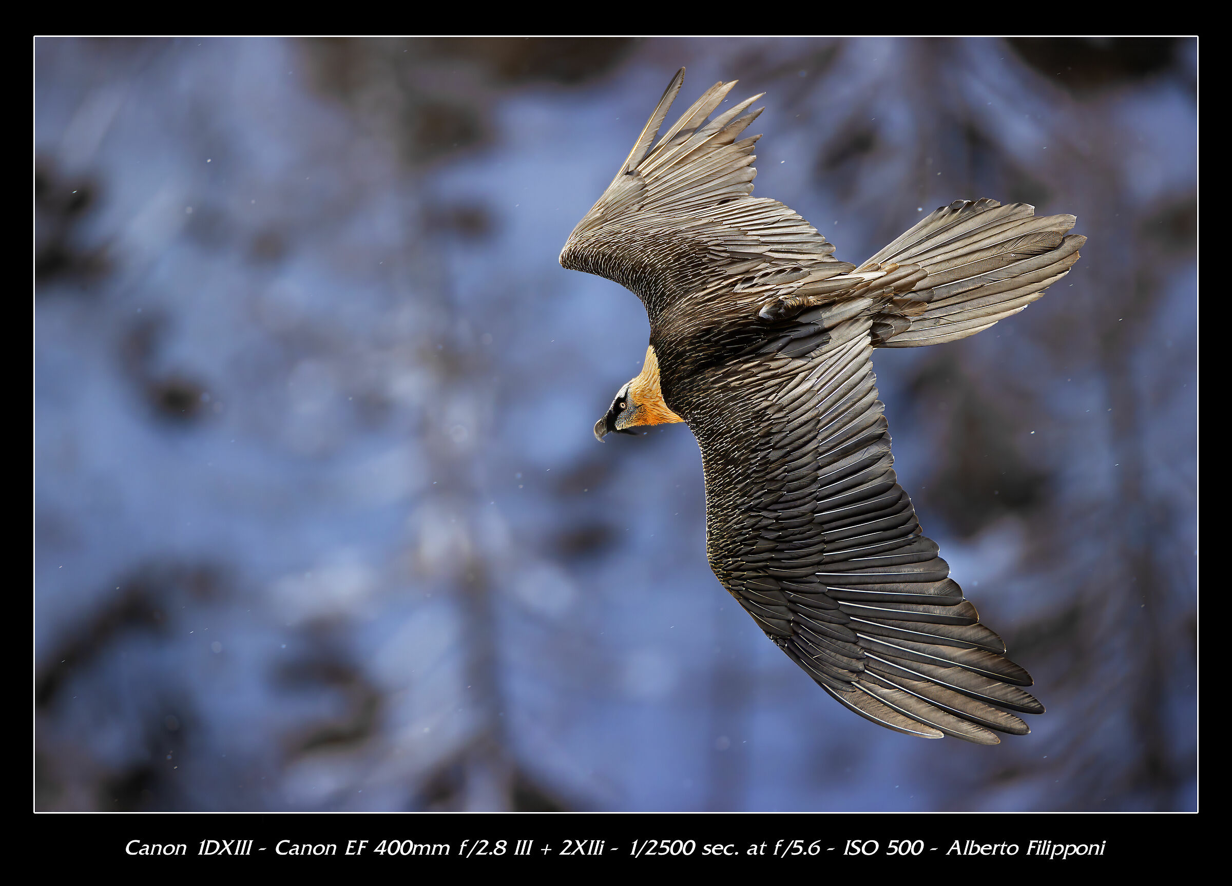Bearded vulture...