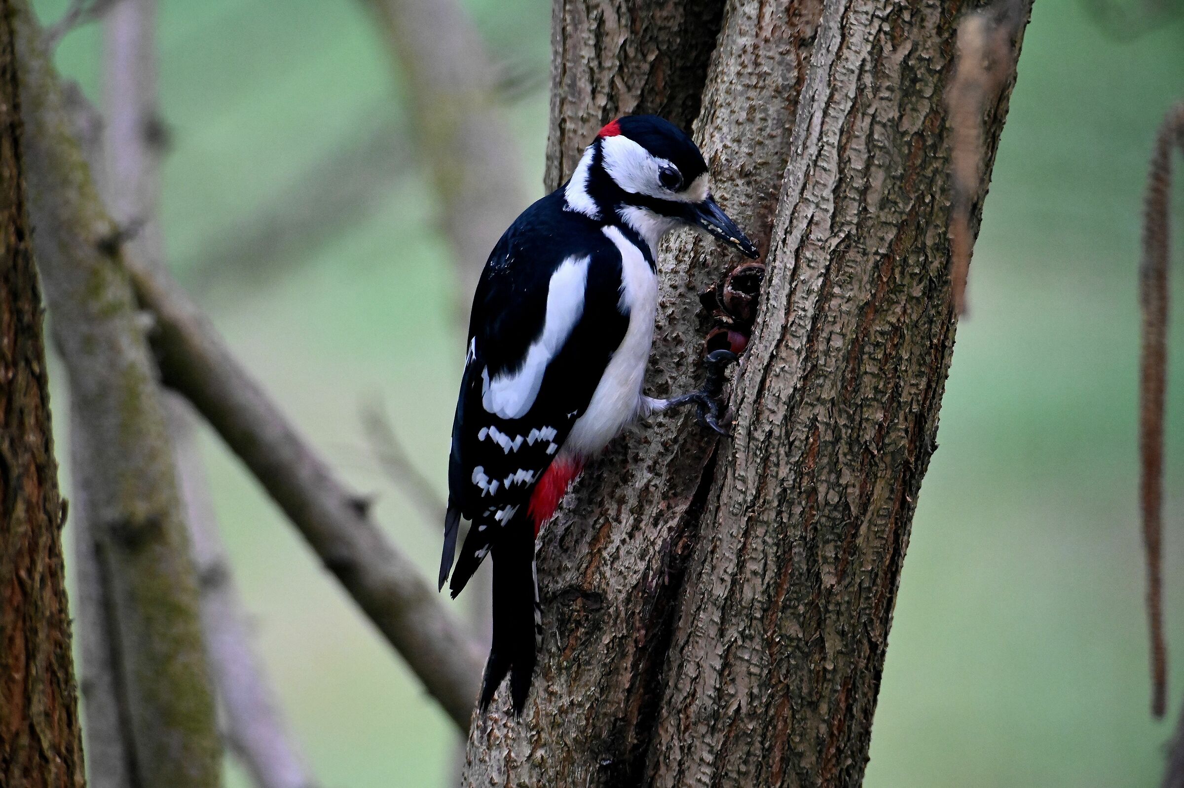 Male Spotted Woodpecker ...