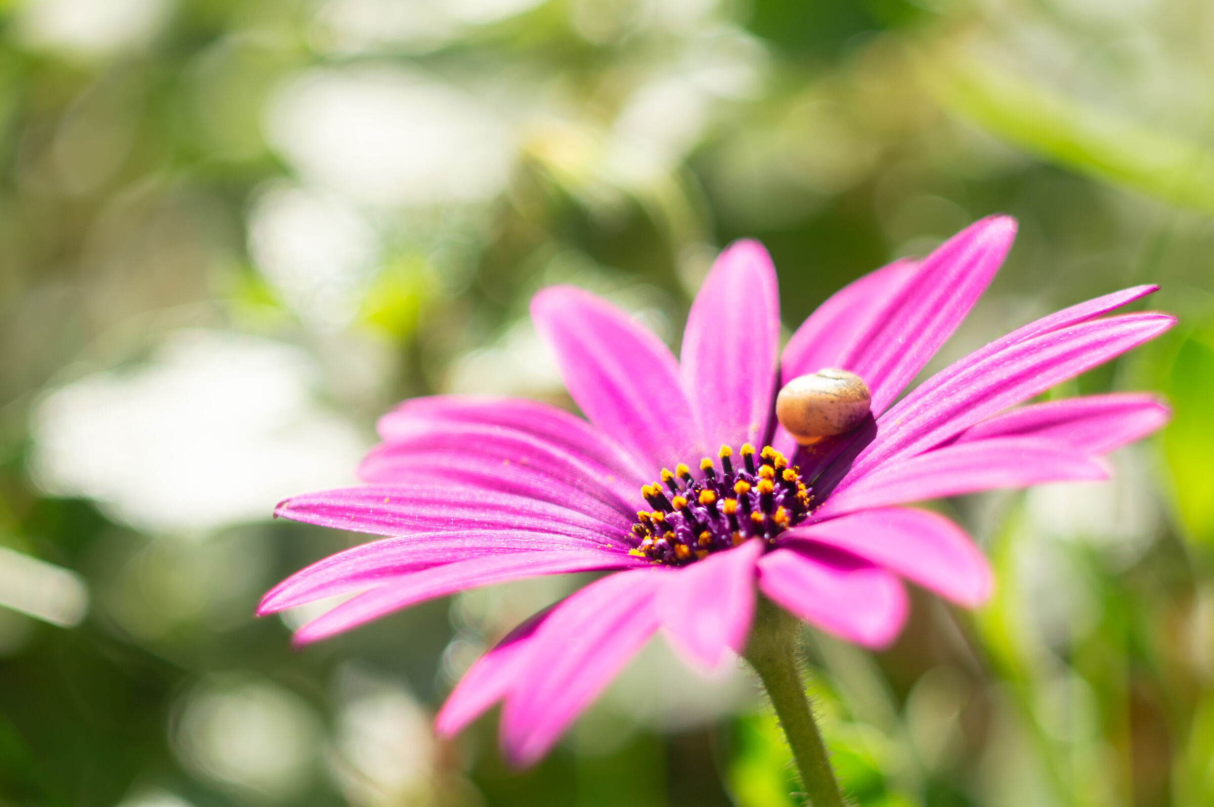 Little snail on the pink daisy...