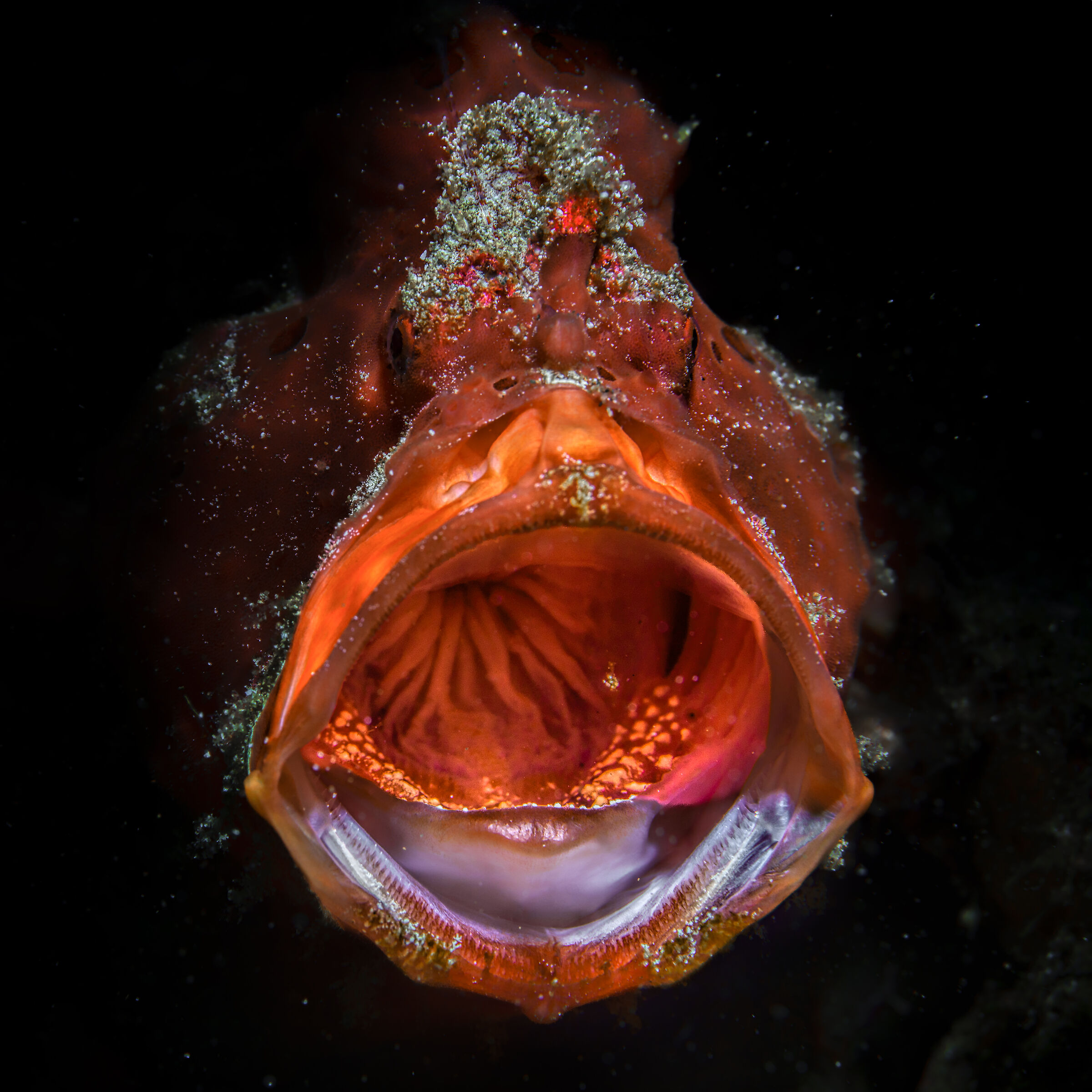 frog fish with open mouth Anilao Photo Academy ...