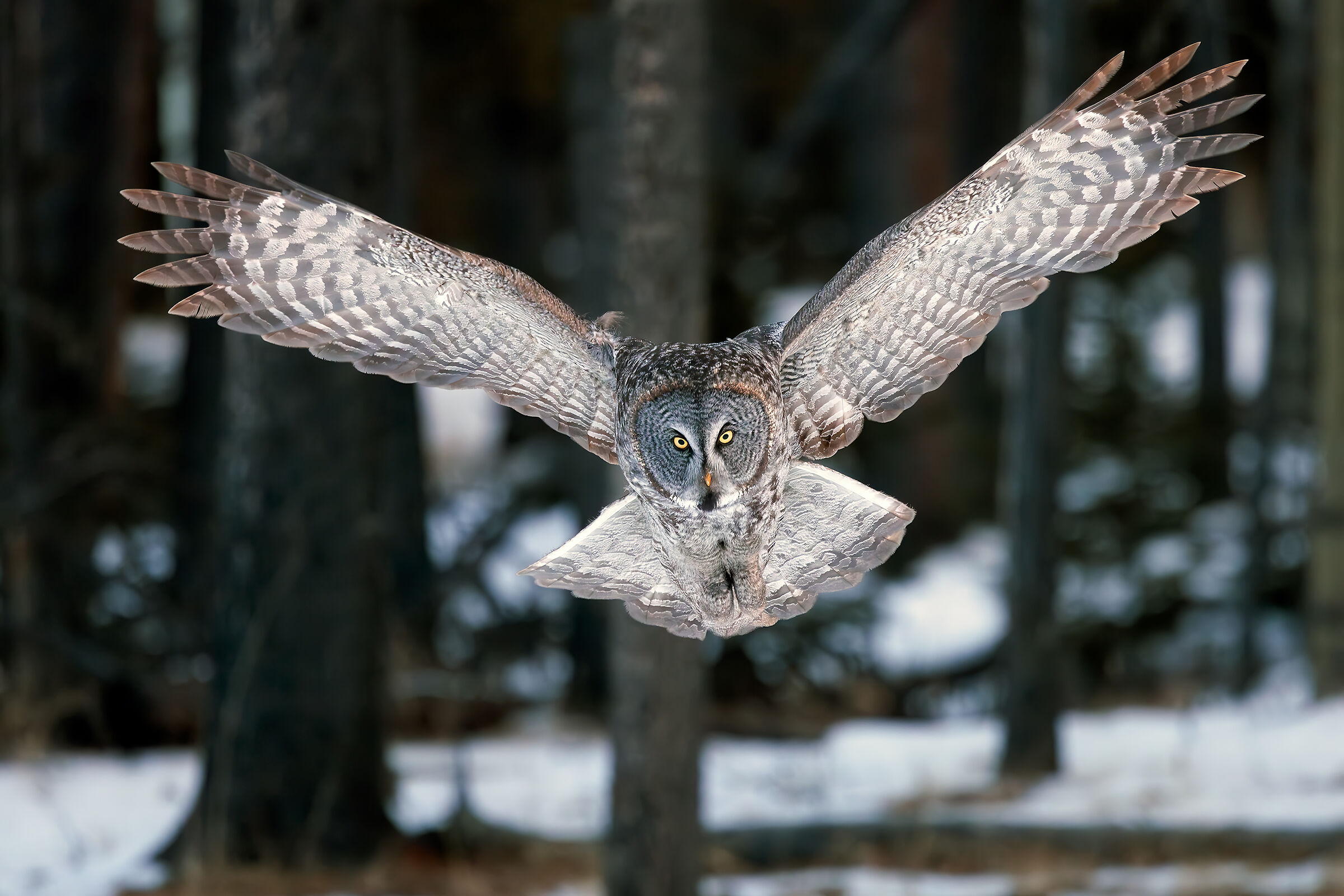 Lapland Owl on the hunt...