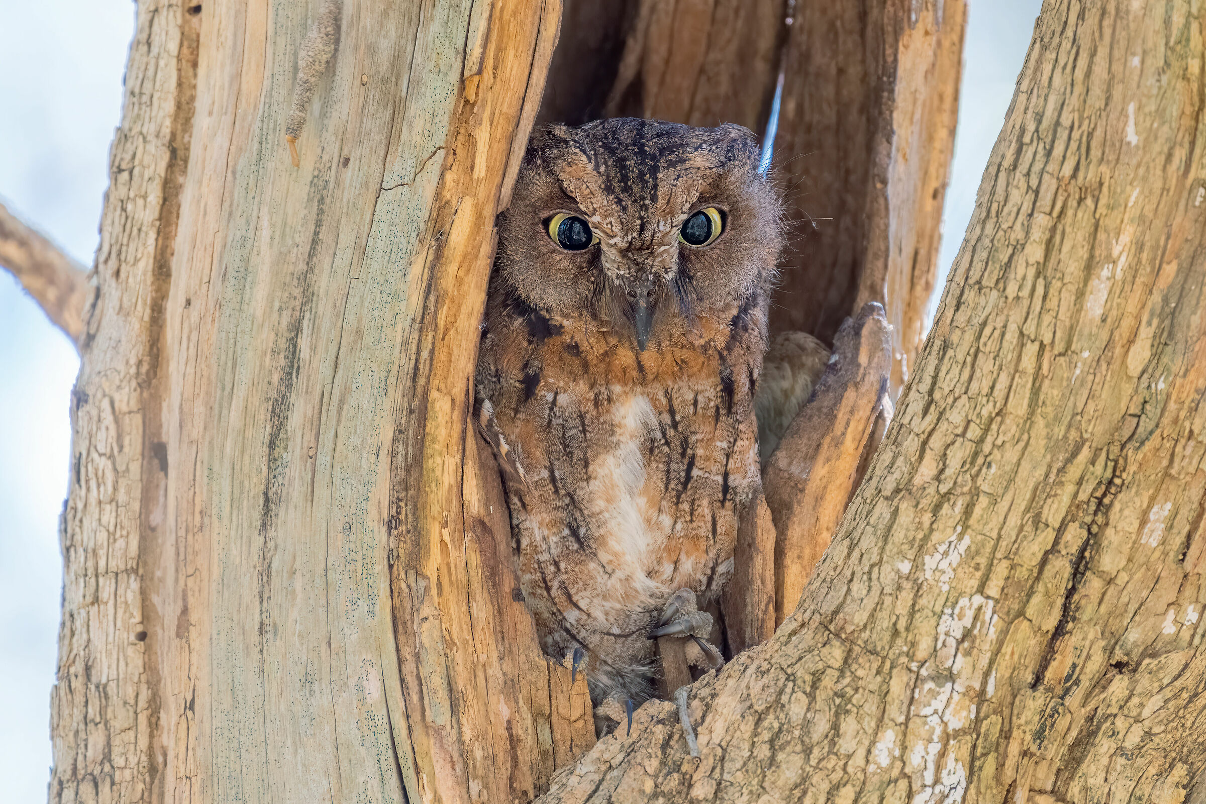 Madagascar Scops Owl...