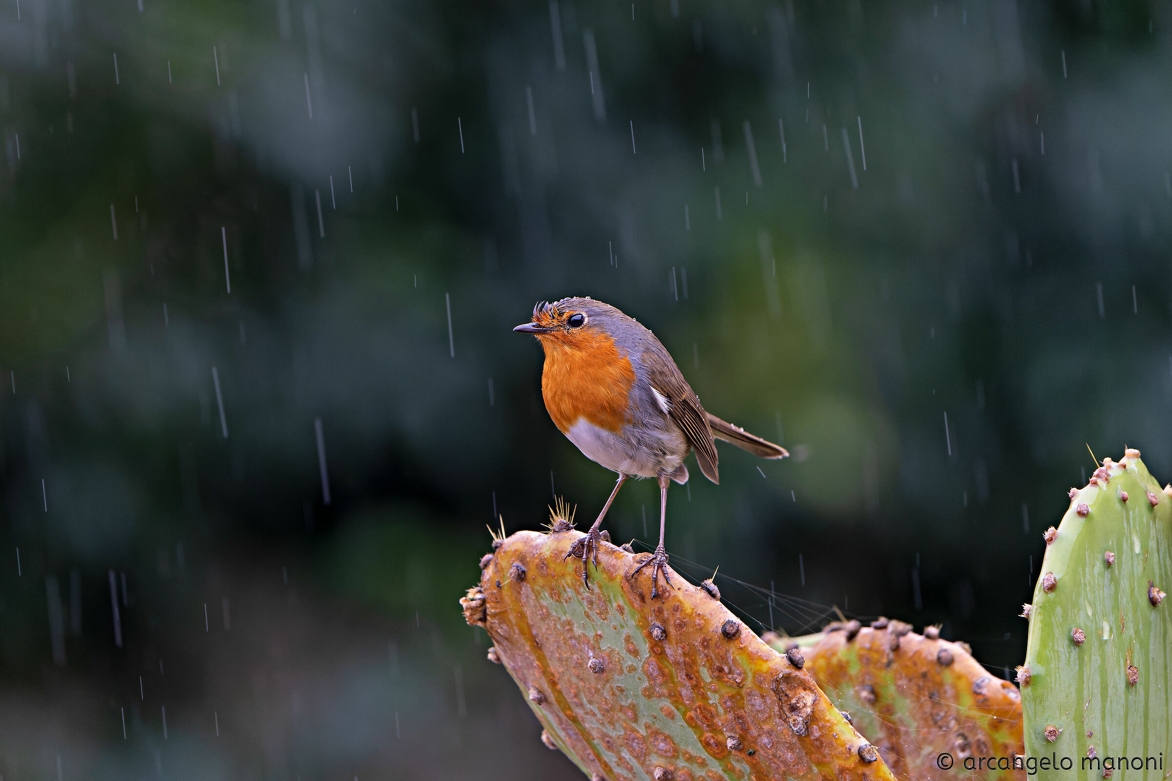 The rain, the robin and the prickly pear...