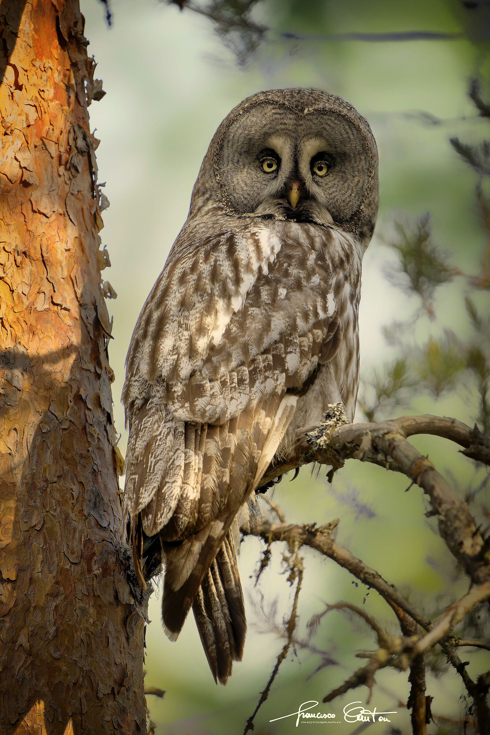 Lapland Owl...