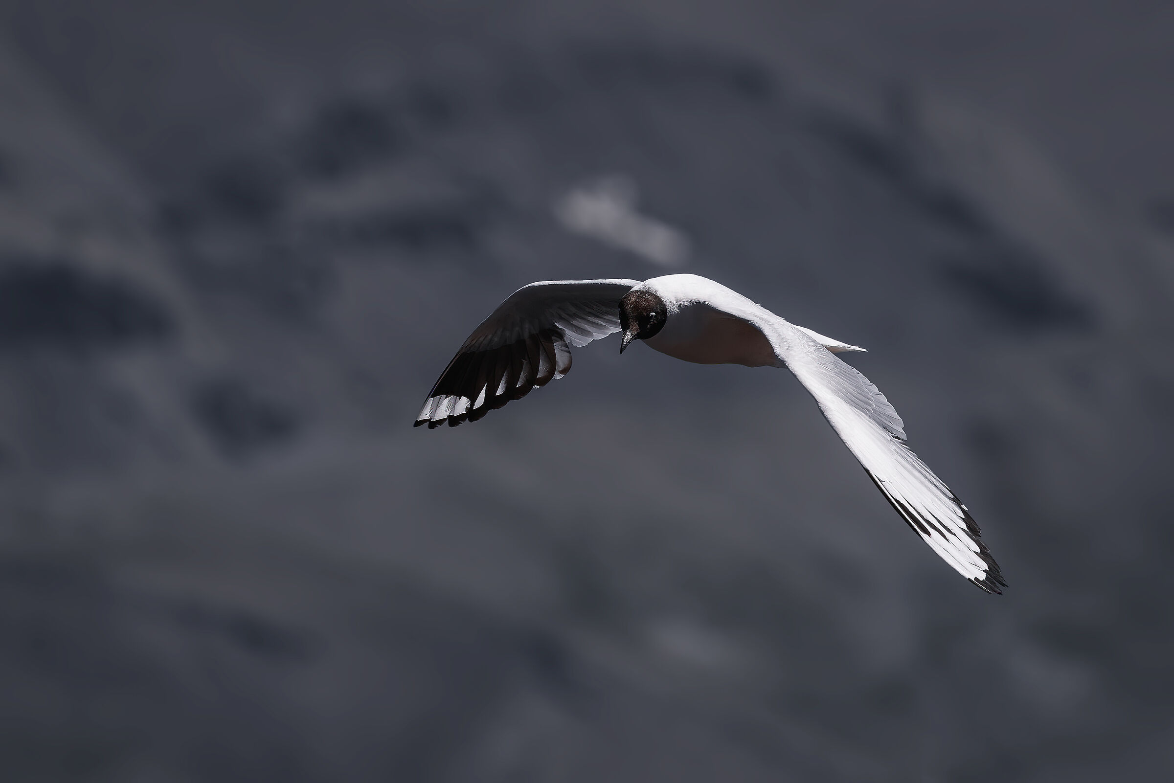 Andean Gull...