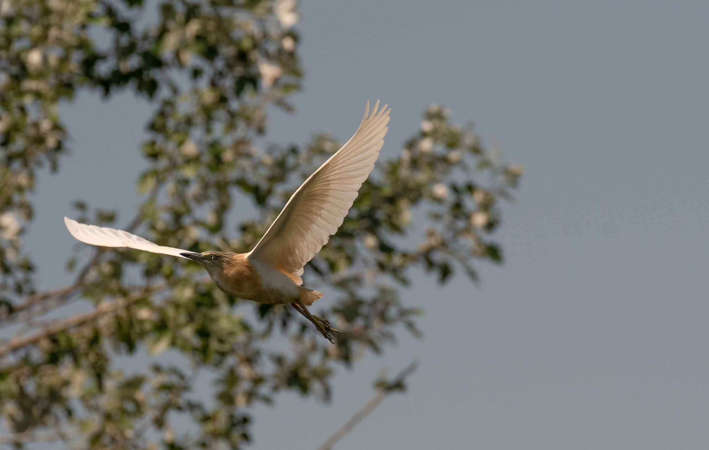 squacco heron...