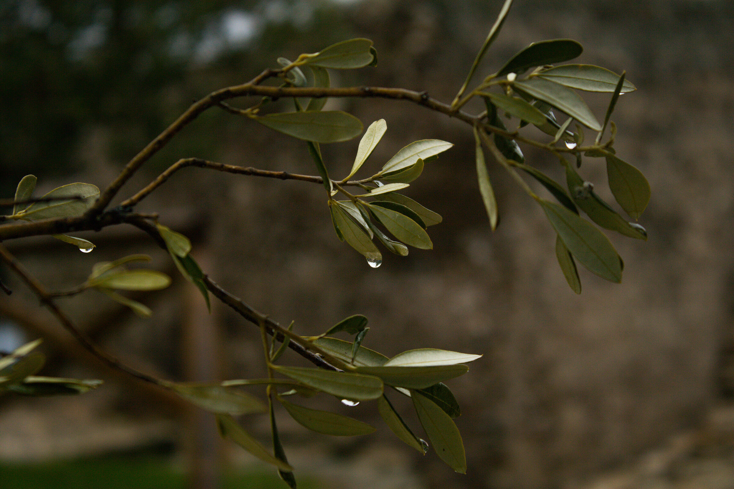 Olive leaves...