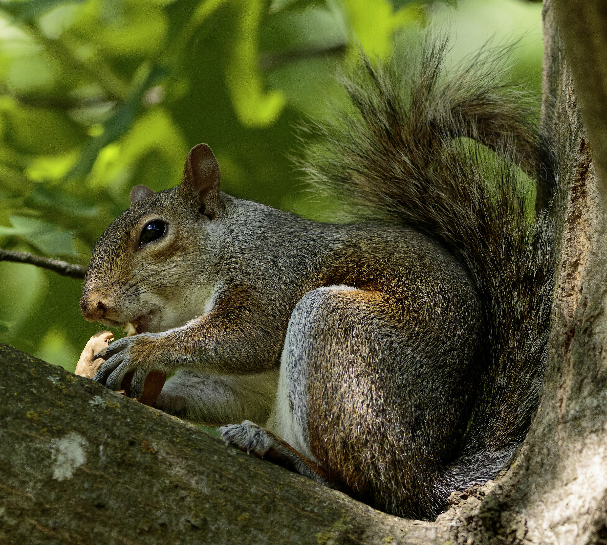 Grey squirrel eating Monza Park 19/05/2022...