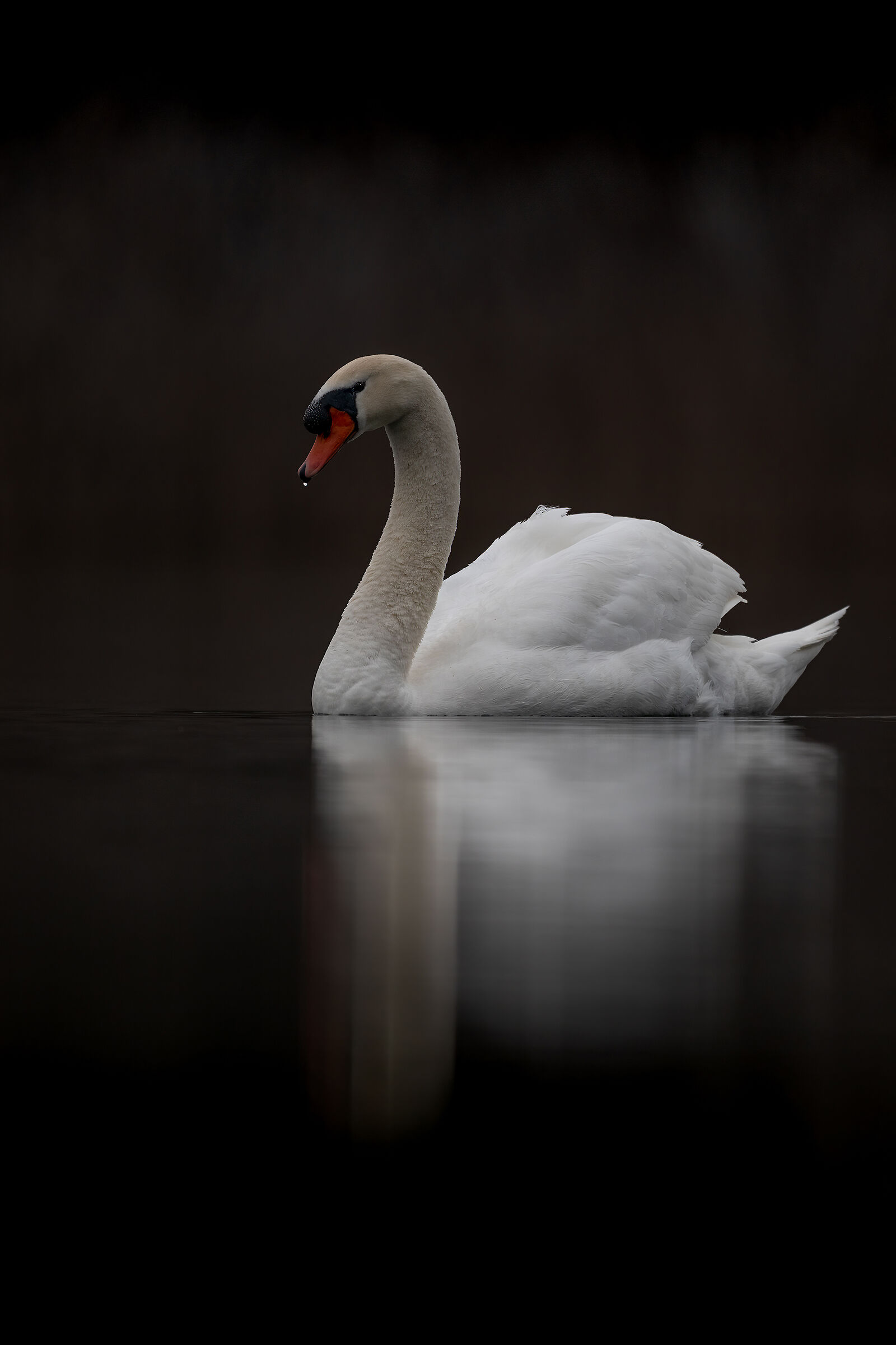 Mute swan...