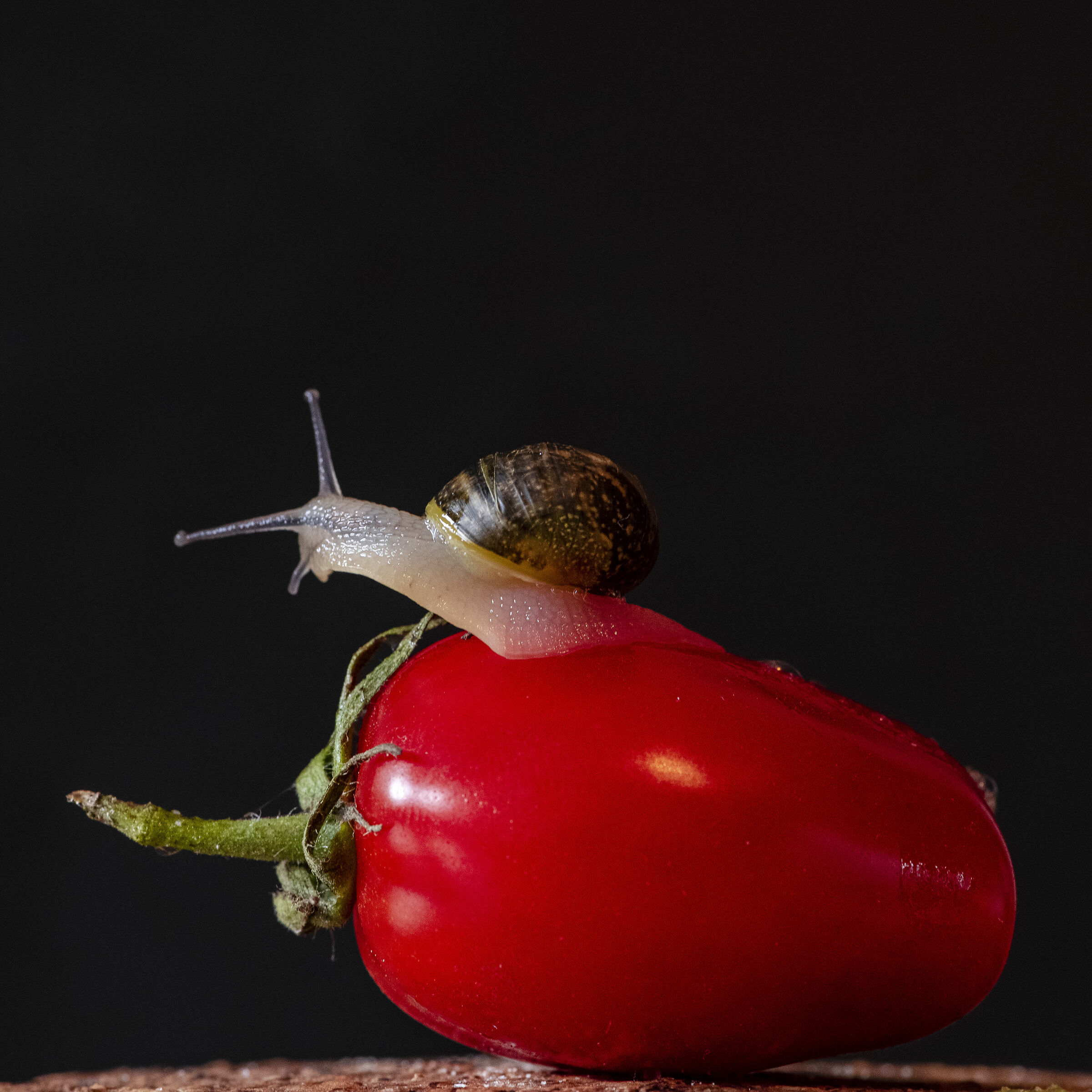 The snail and the tomato...