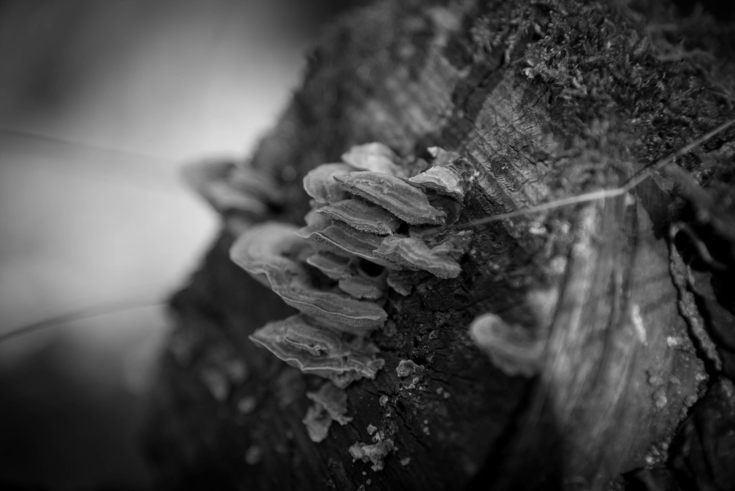 Fungi...