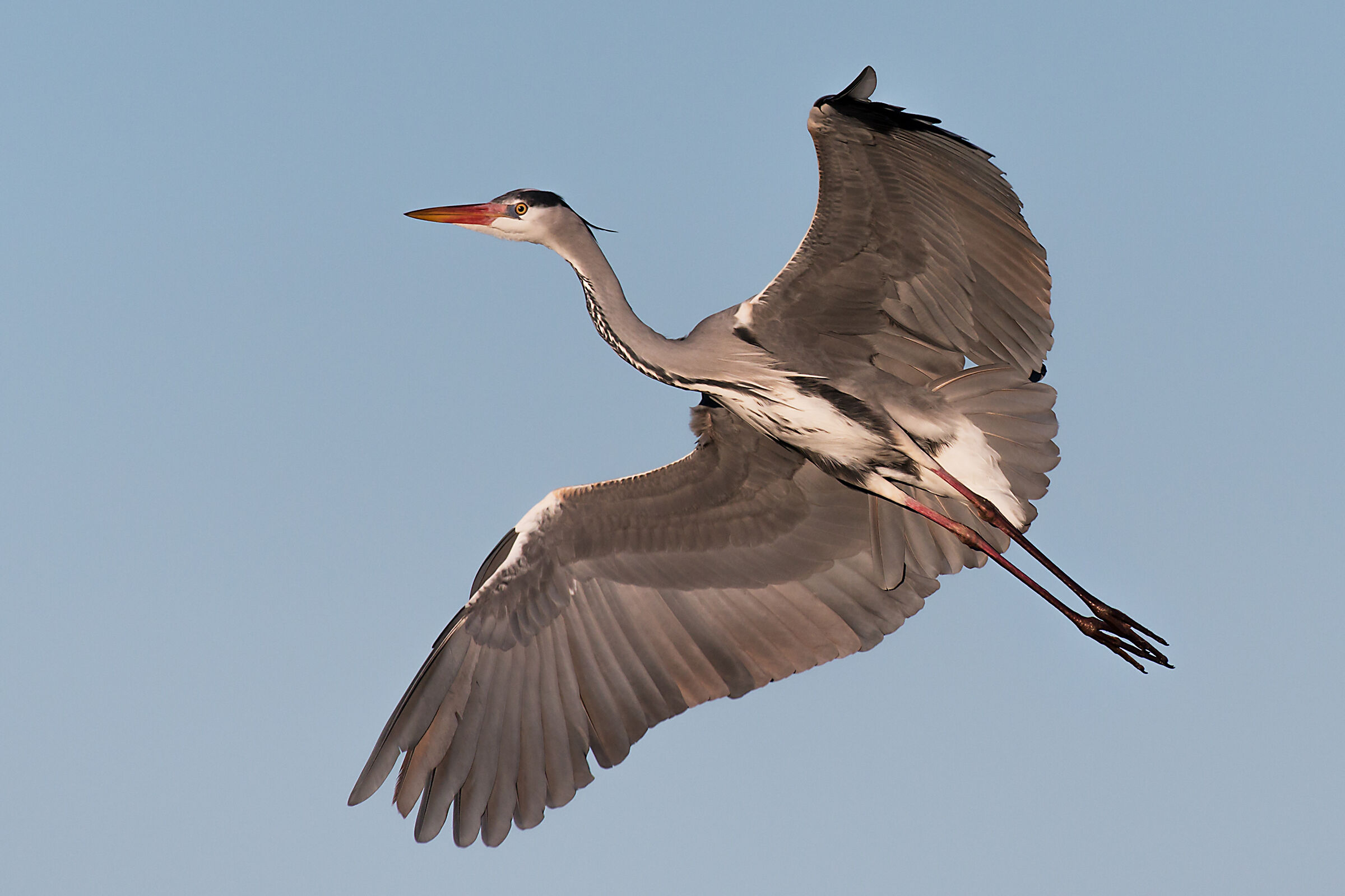 Grey heron in aerial manoeuvre...