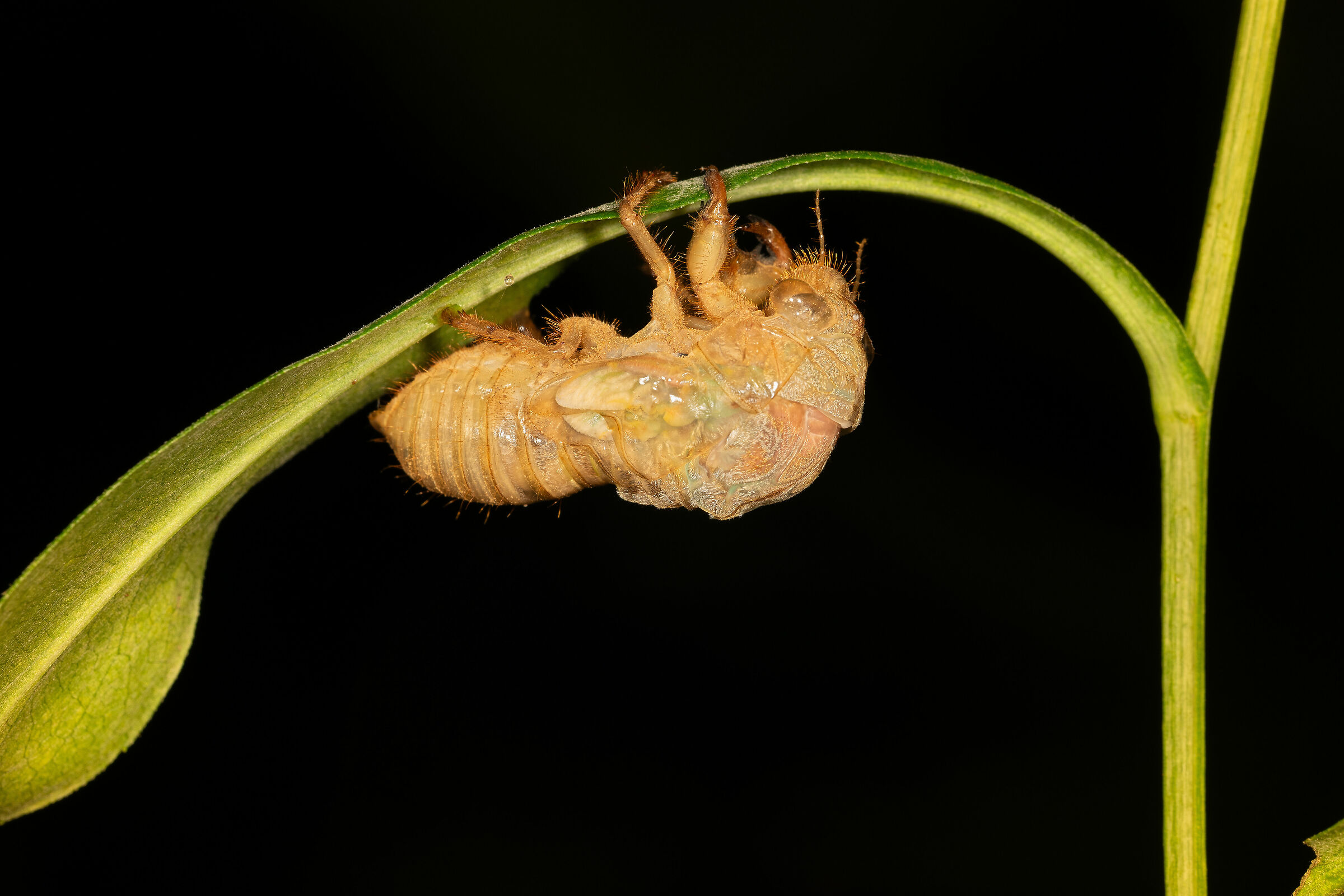 The Metamorphosis of the Cicada, 5...