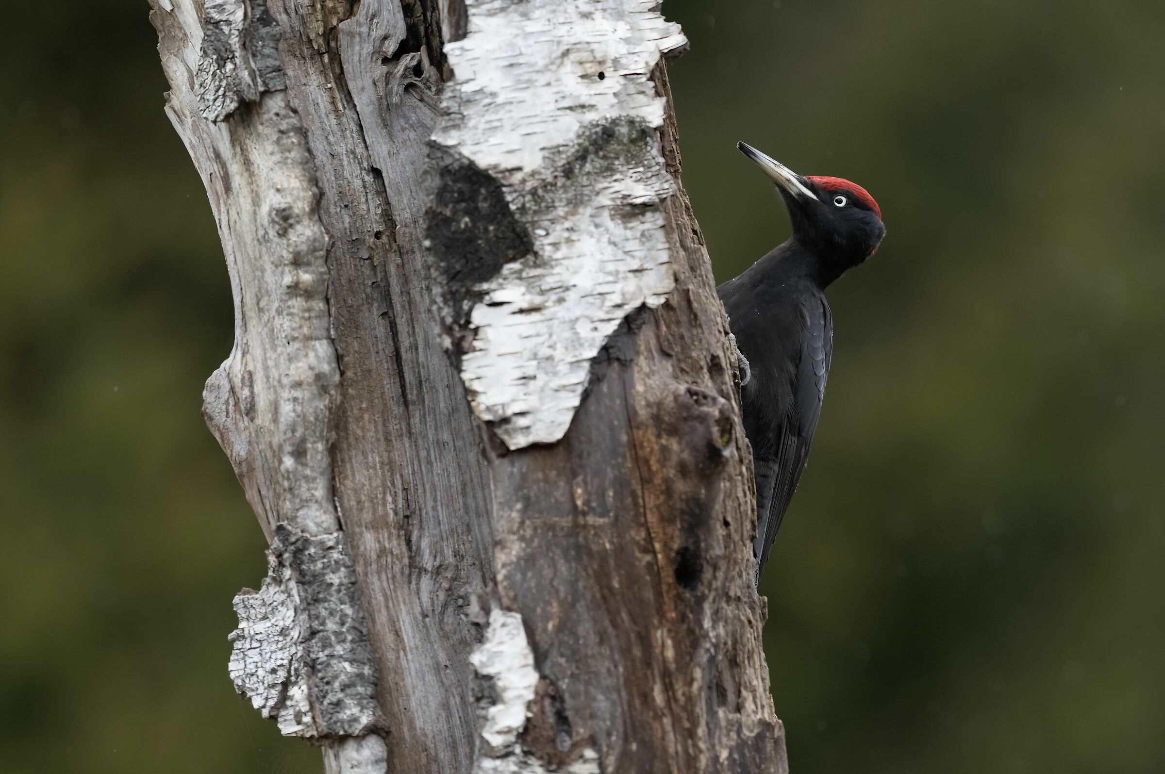 Male Black Woodpecker ...