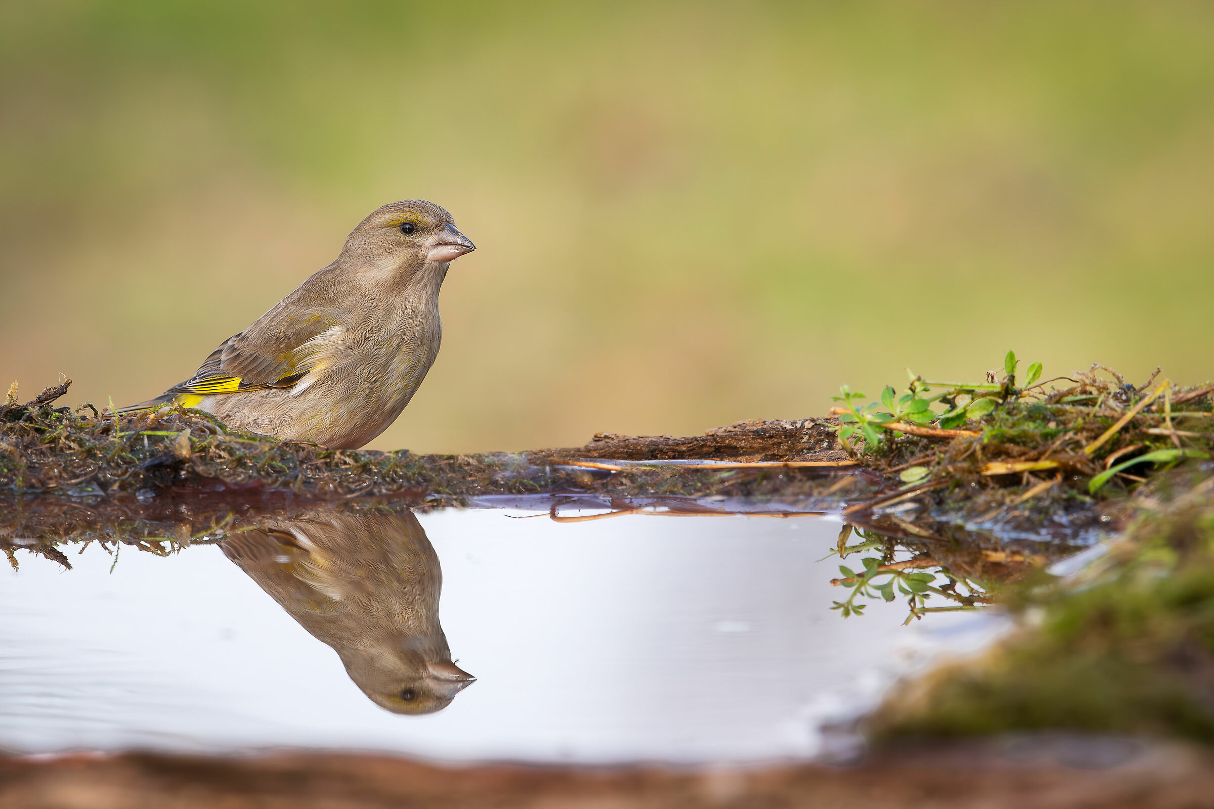 Greenfinch #capannocora...