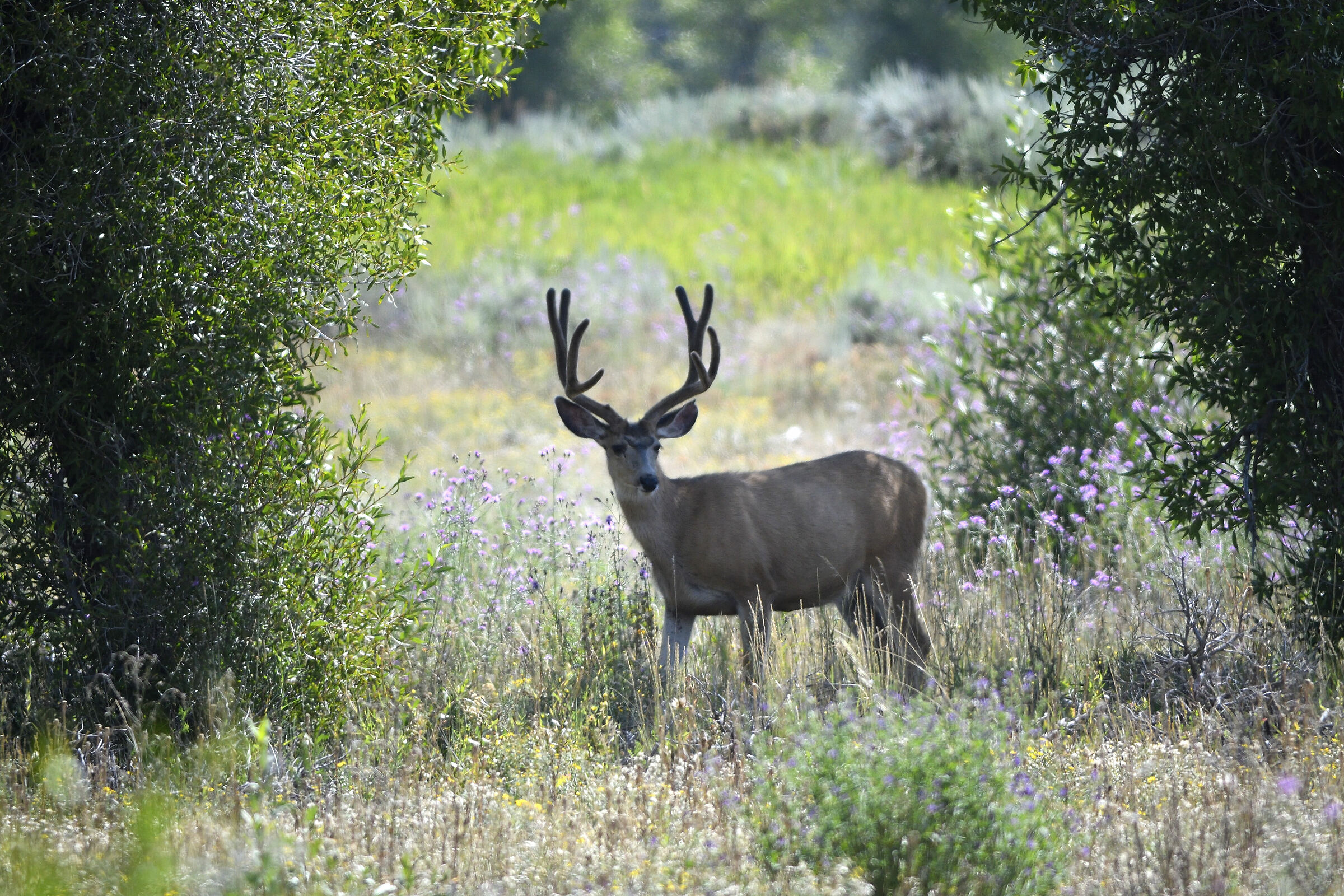 Mule Deer...