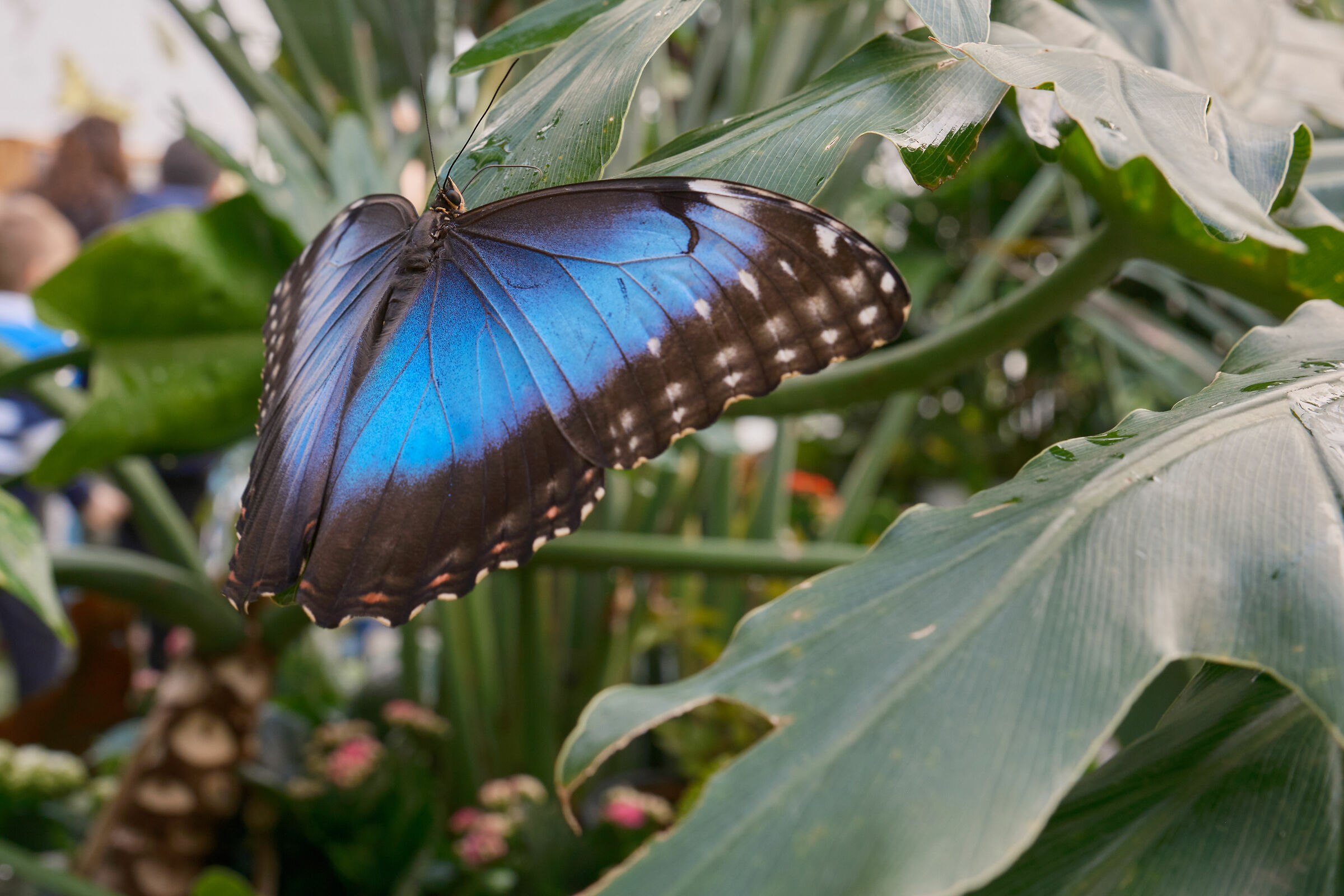 Blue Butterfly...