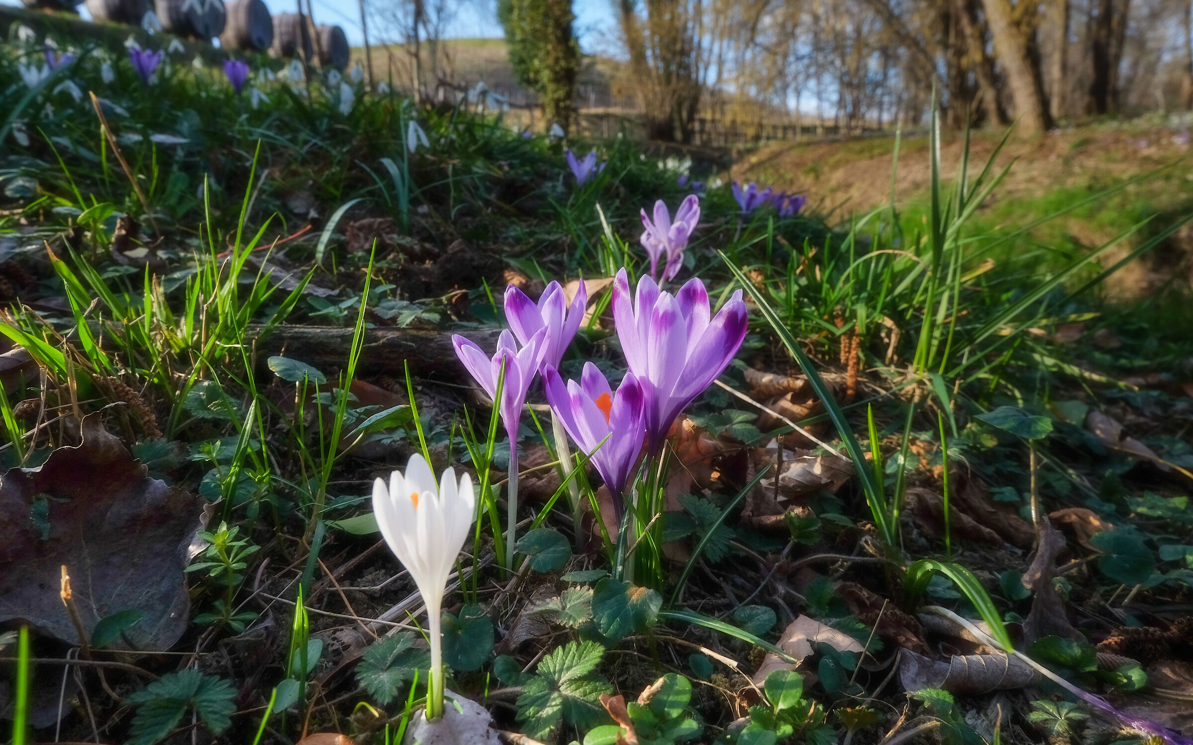 Even crocuses have their own reason ...