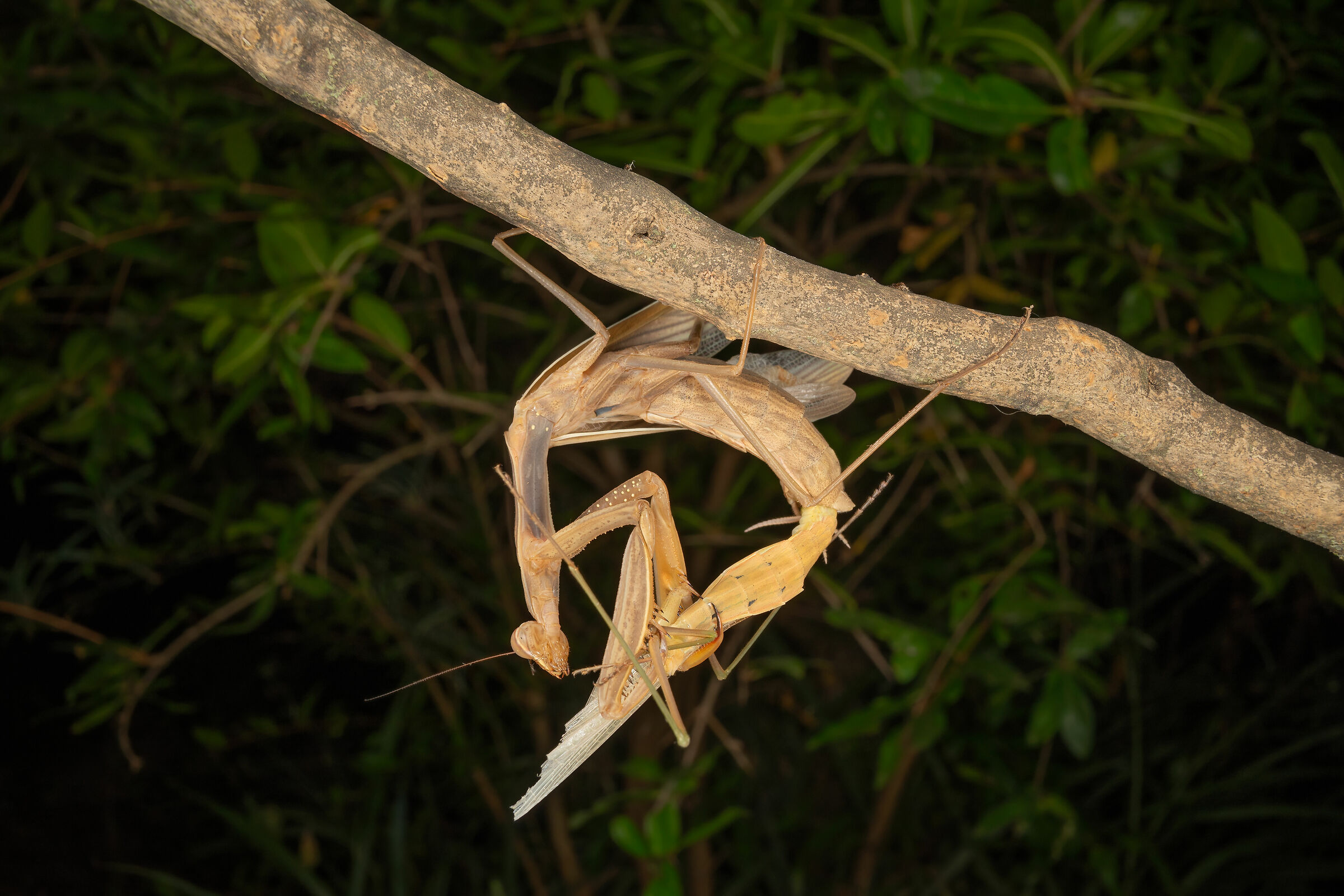 The Mating of the Mantis, 10...