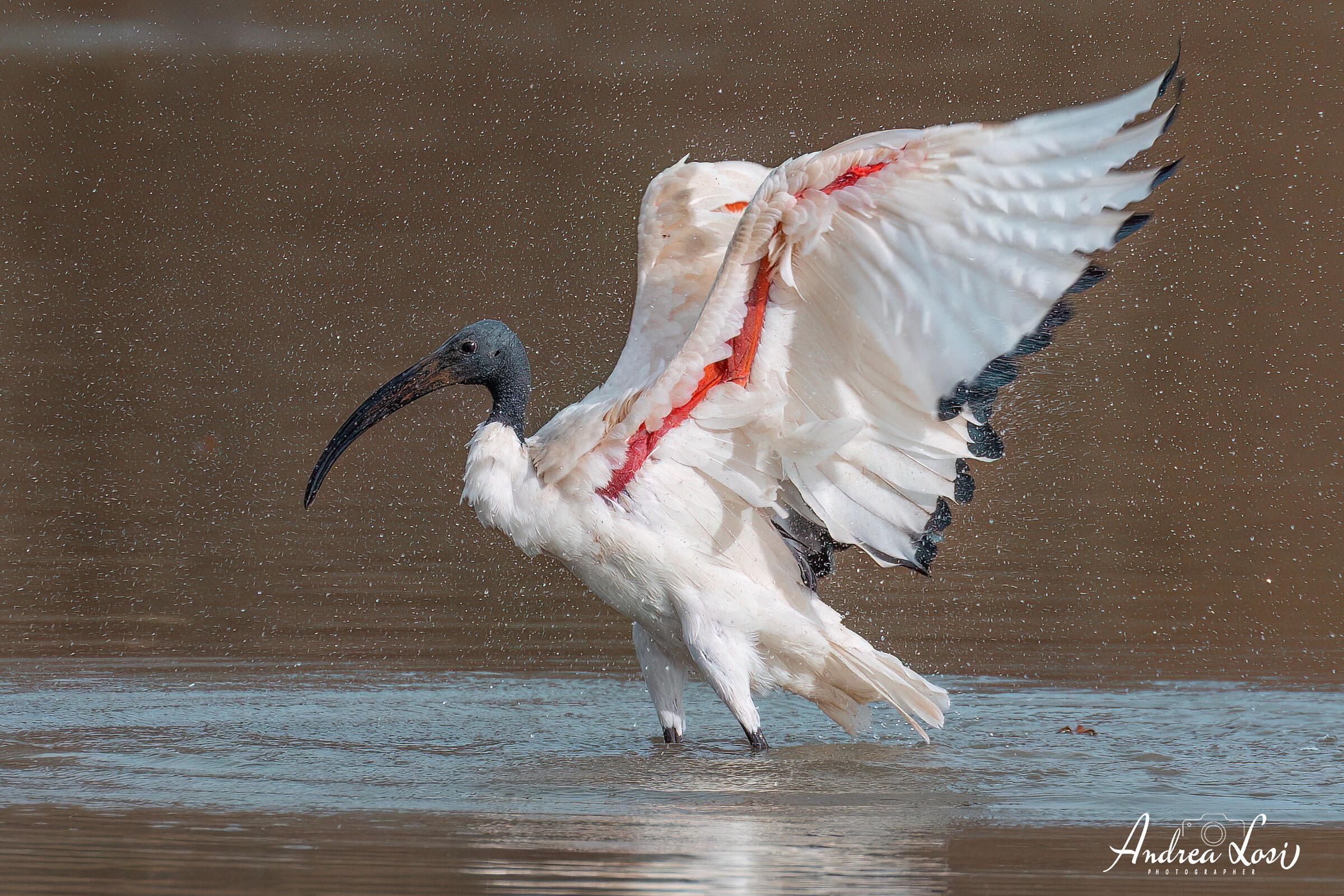 L'ibis sacro...