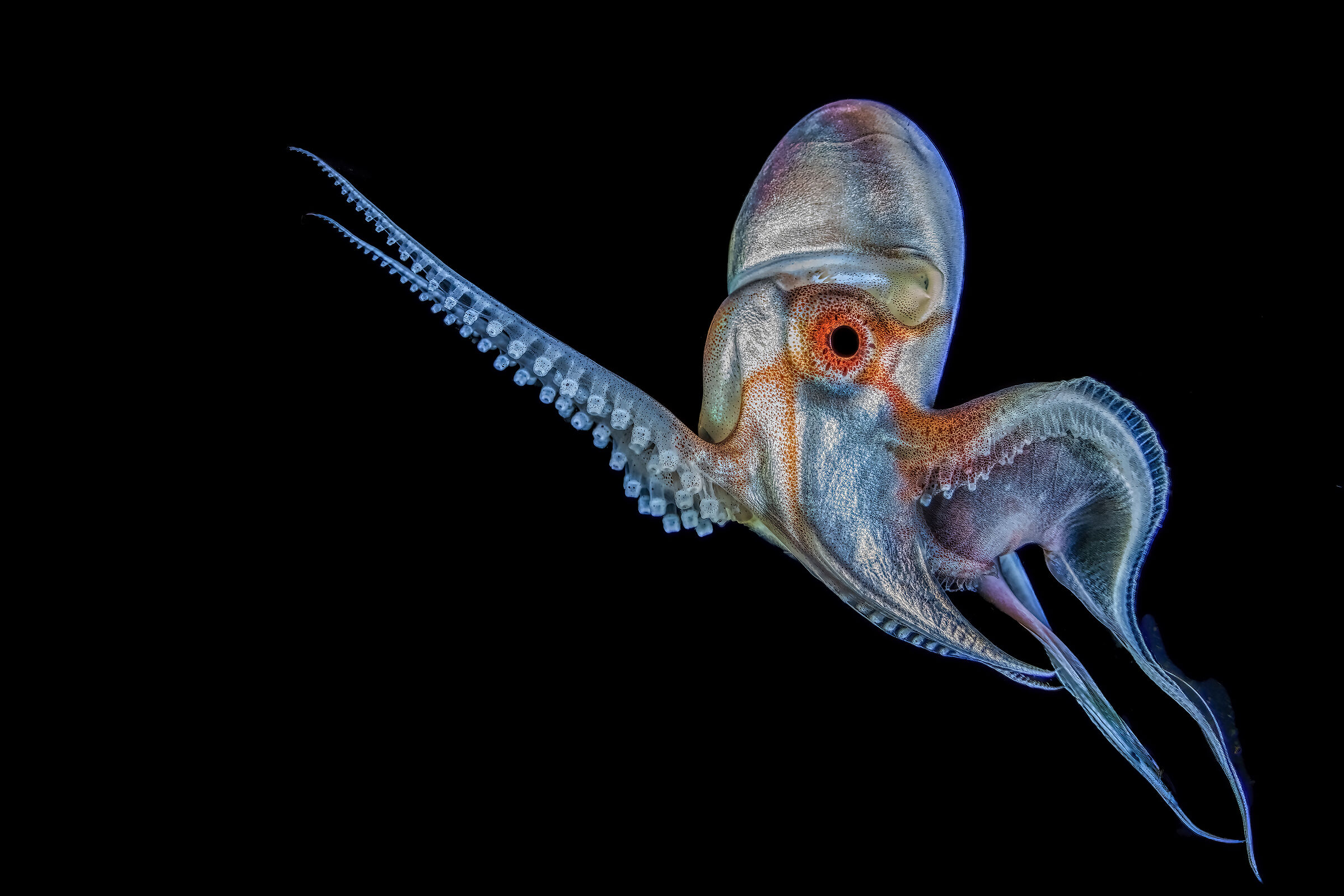 blanket octopus Tremoctopus Philippine, Anilao ,...