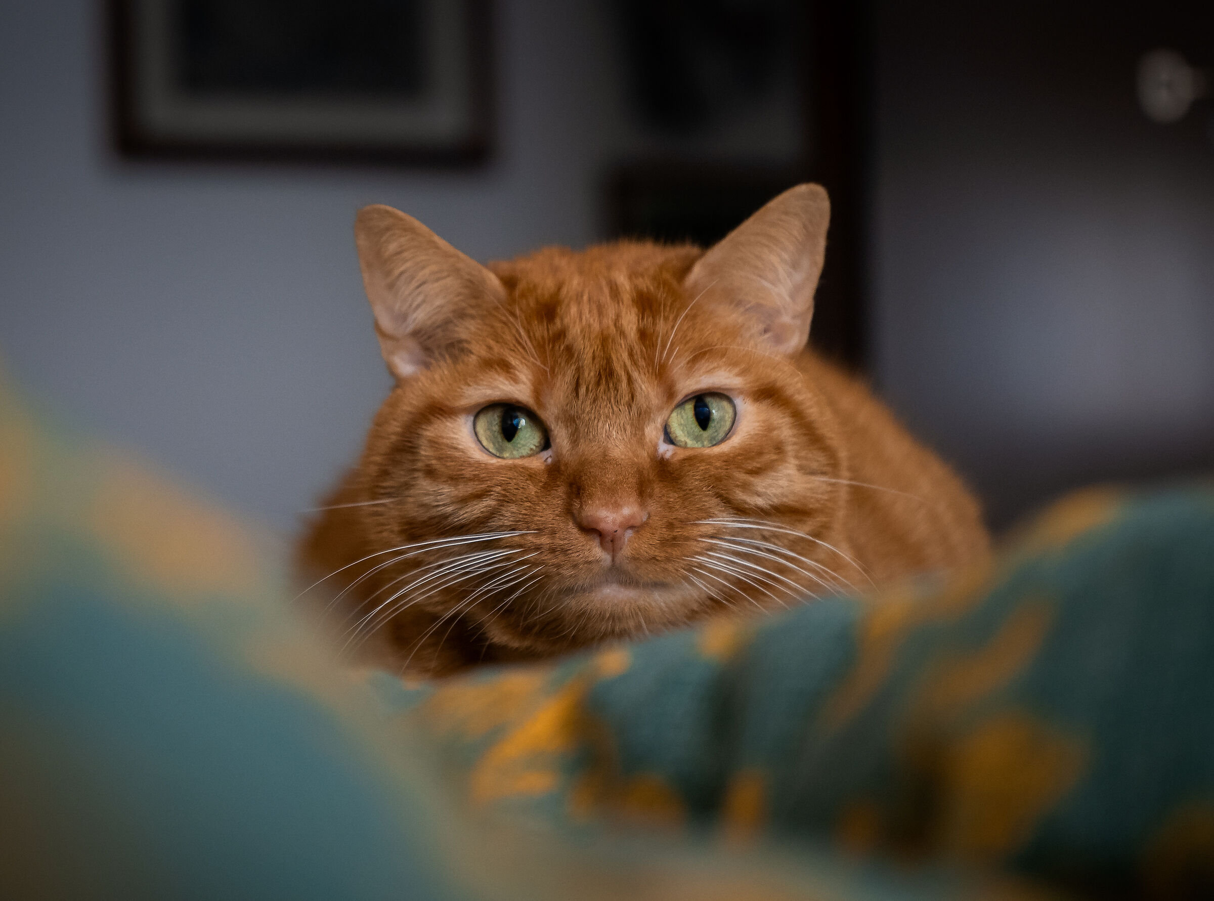 Portrait of a cat...