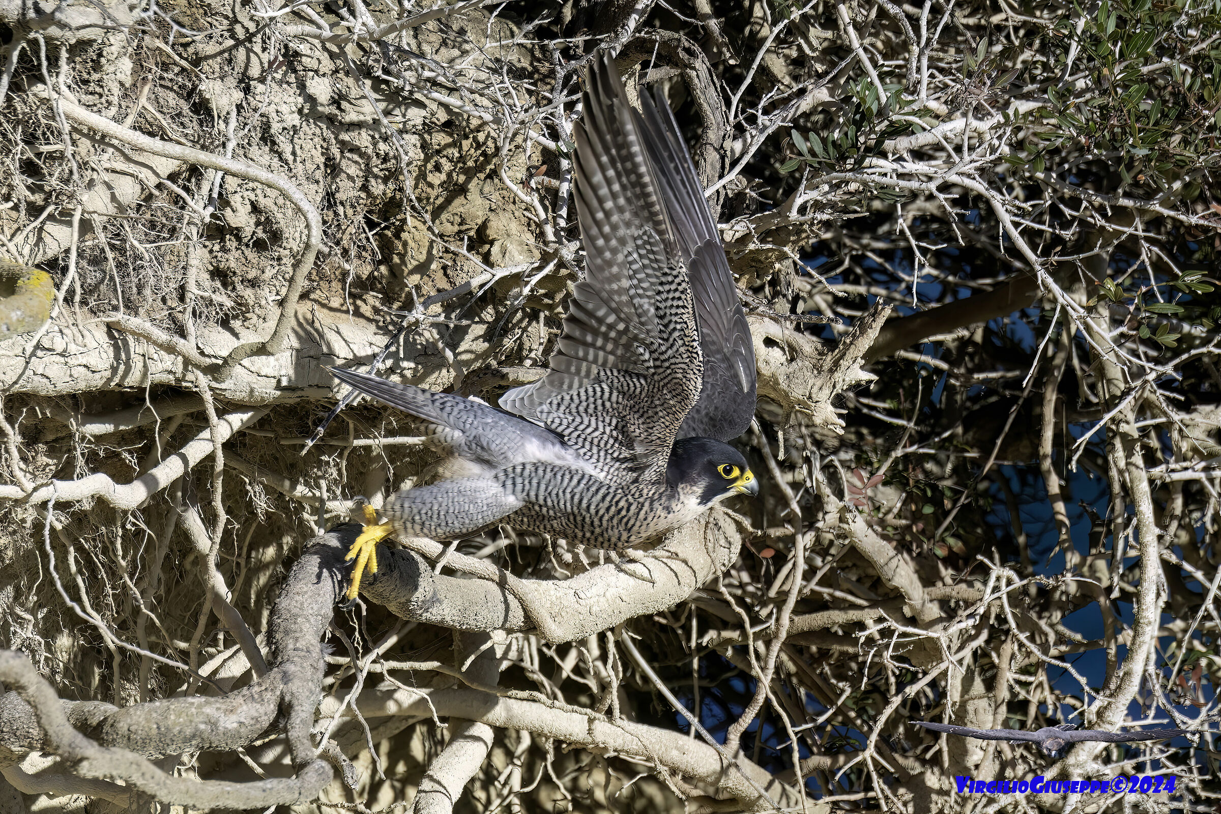 Peregrine Falcon (Sardinia) 2024...