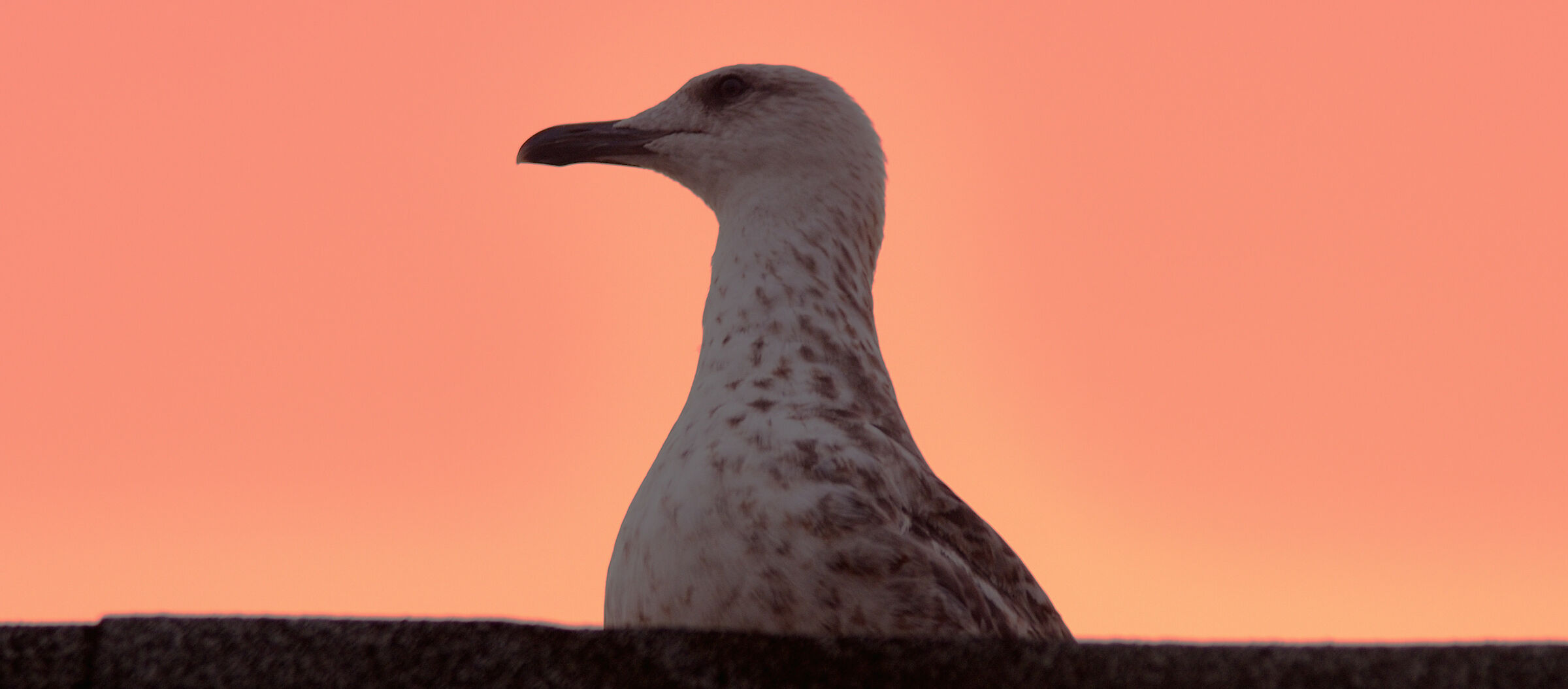 Young Seagull...