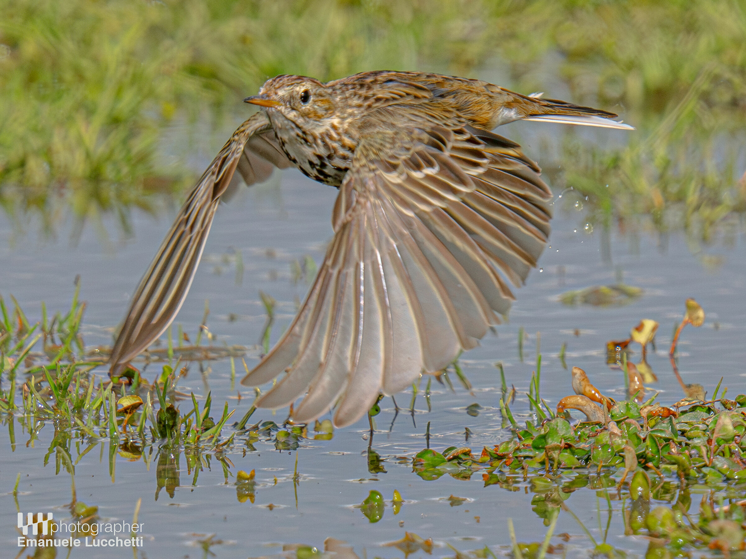 Meadow pipit...