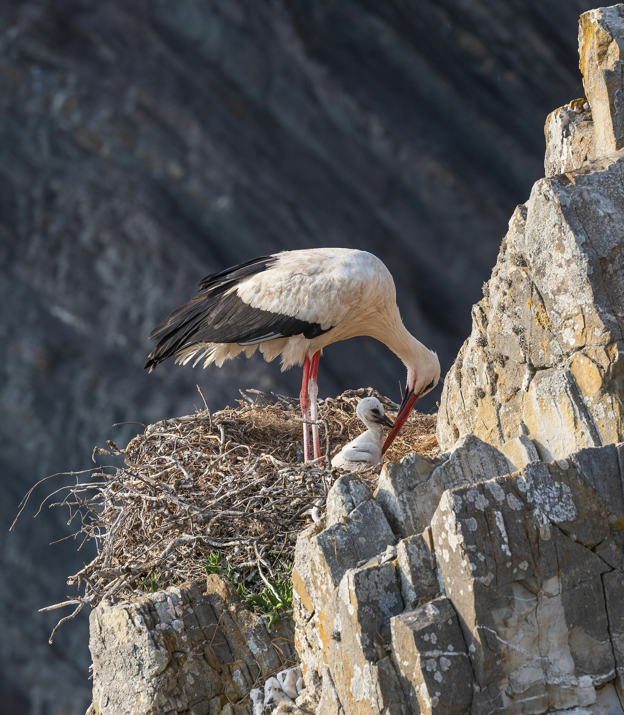 Stork with small...