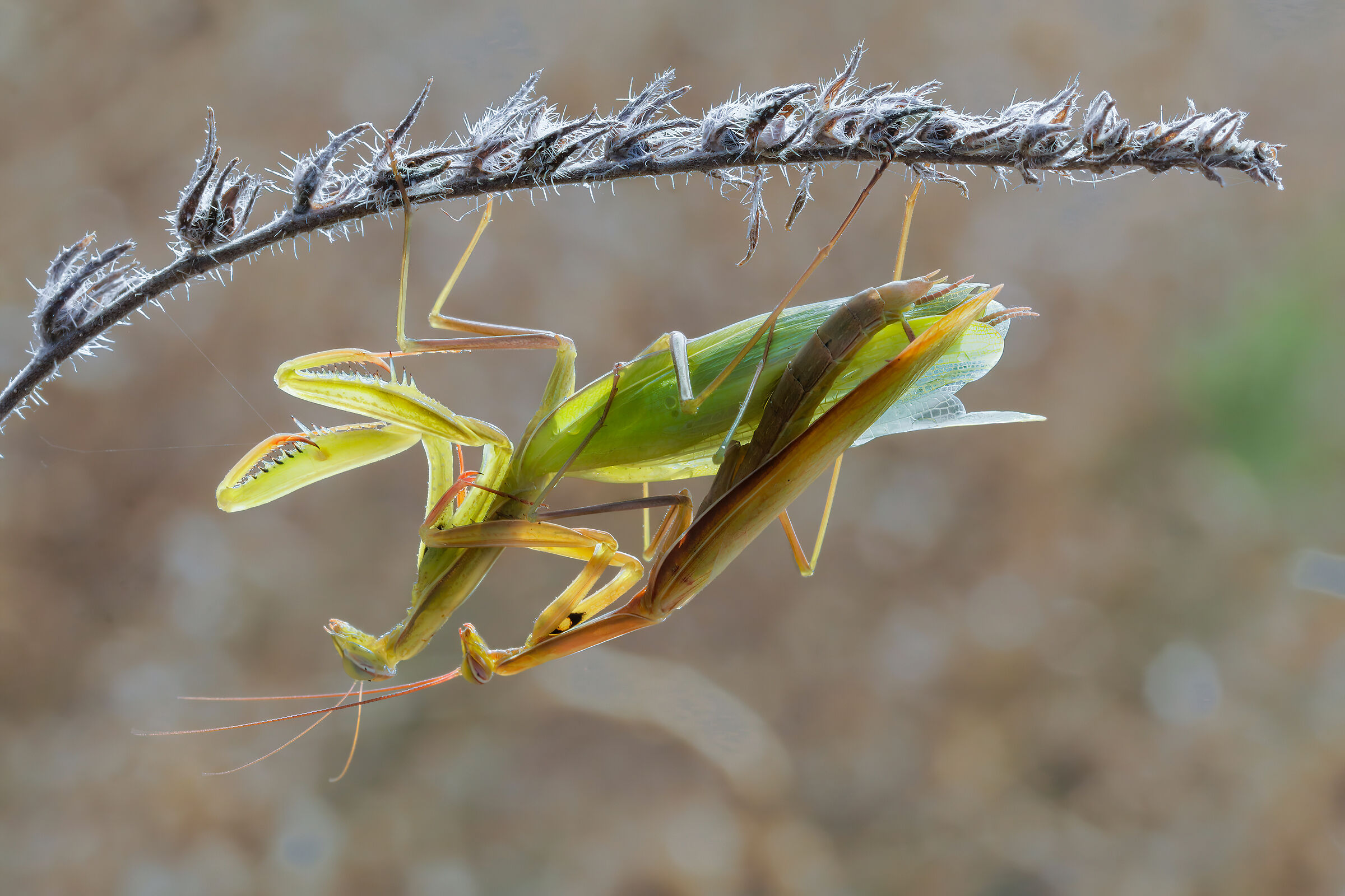 Pair of mantises in the sun...
