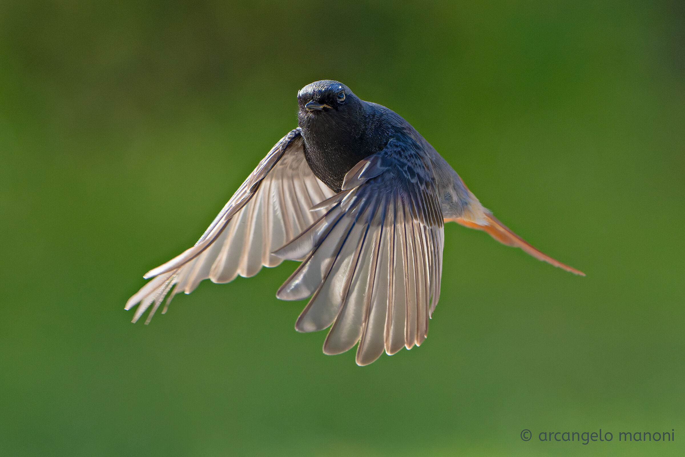 The Black Bird (Phoenicurus ochruros)...