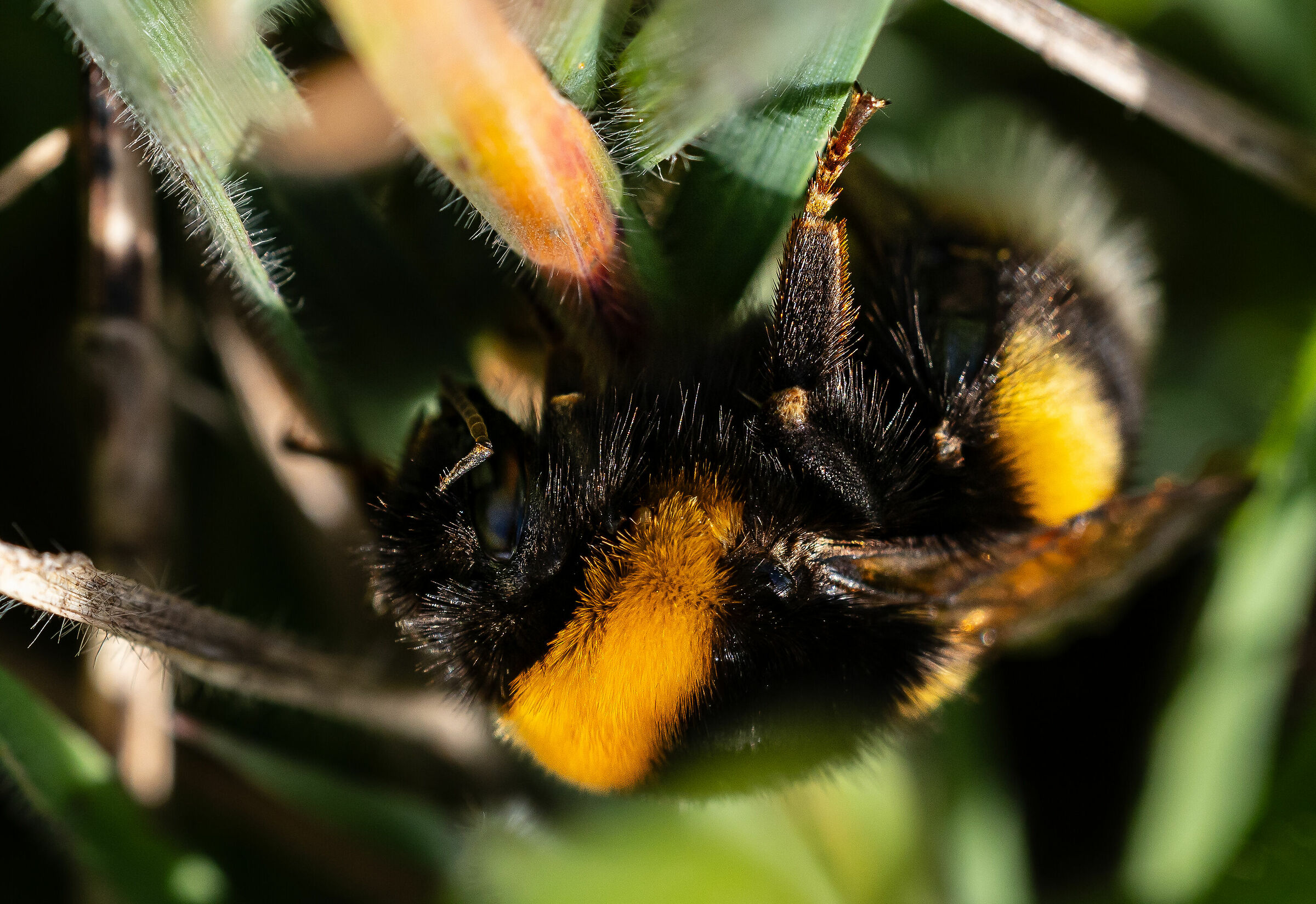 Hidden bumblebee......