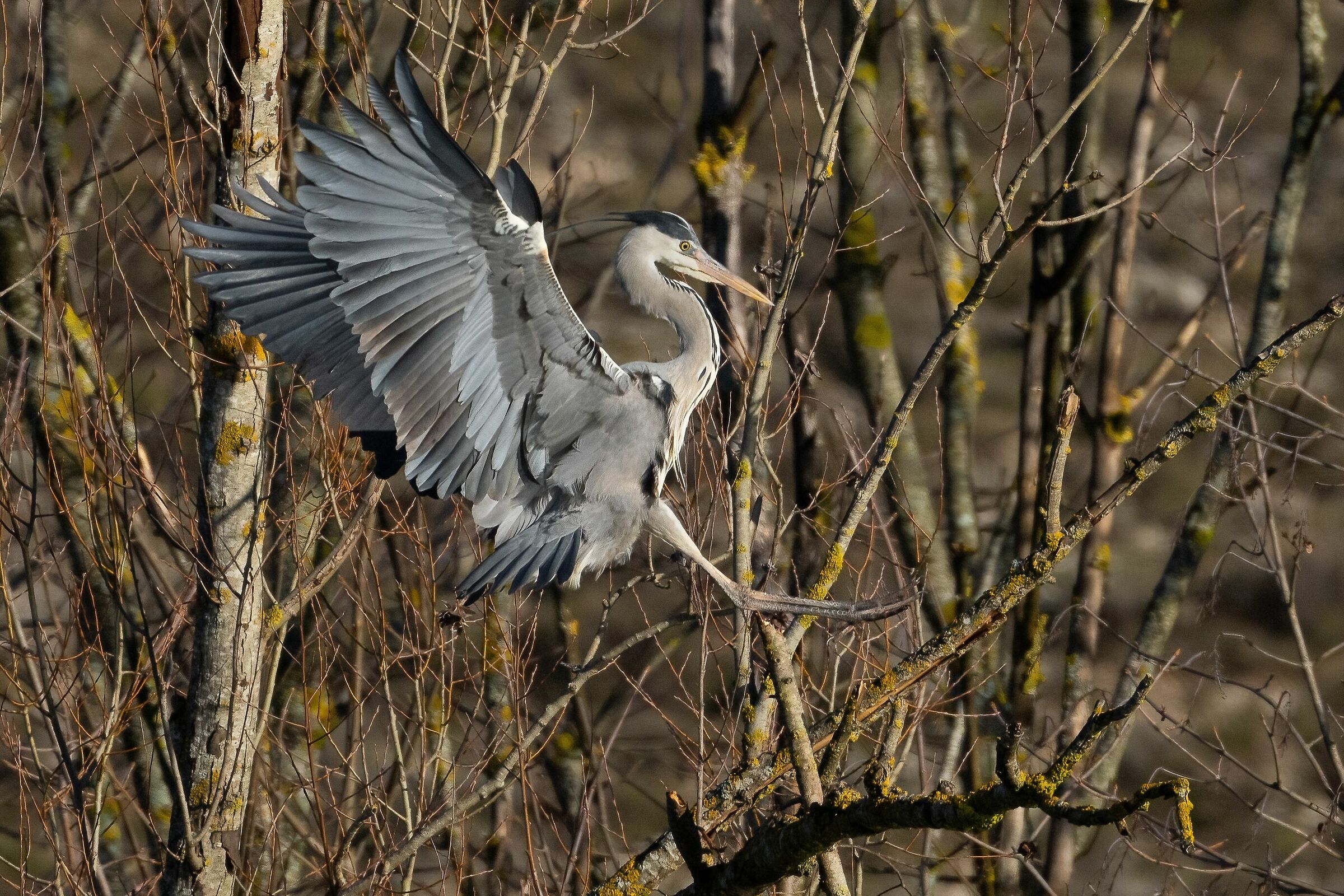 Landing in the Branches - Grey Heron ...