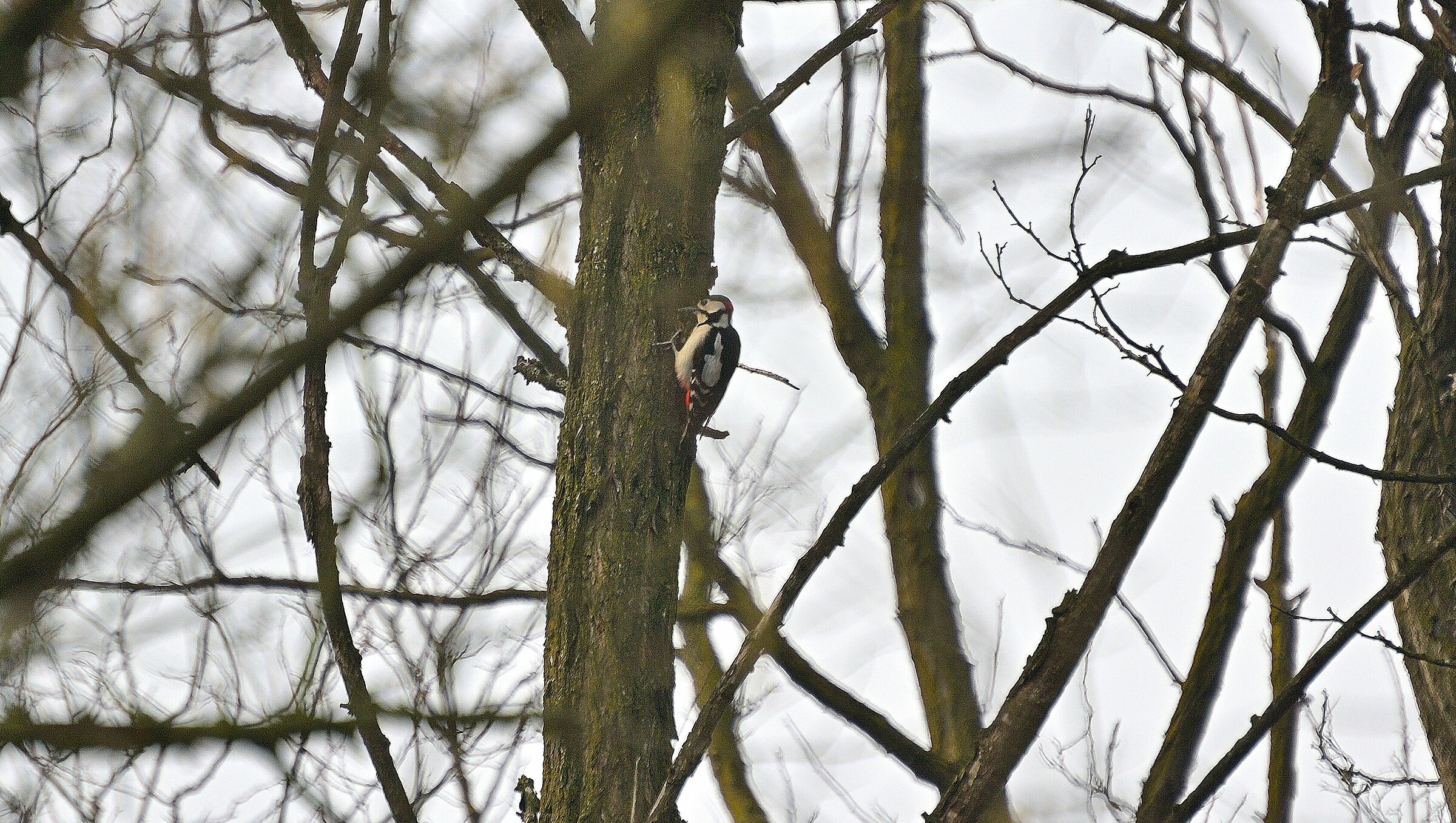 The Woodpecker at Work......