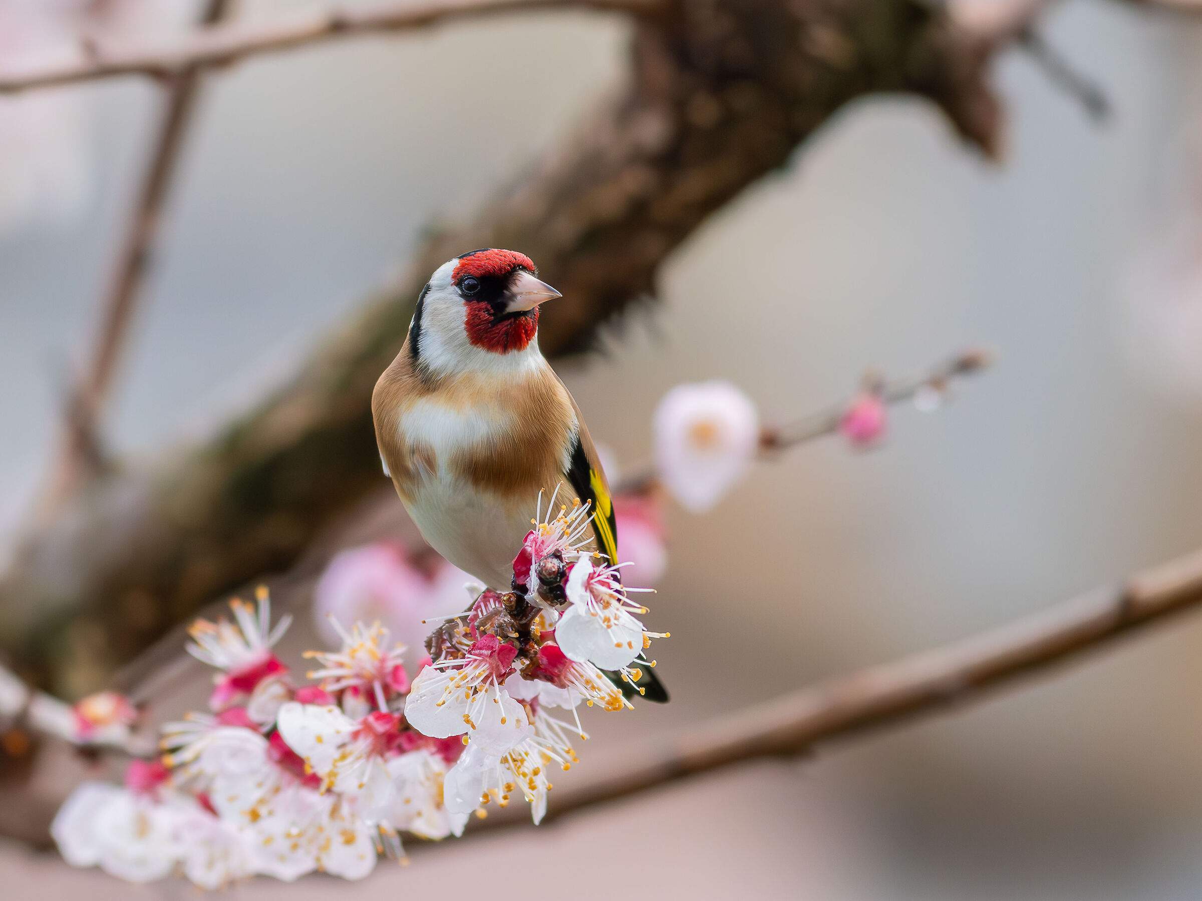 Goldfinch on apricot blossom...