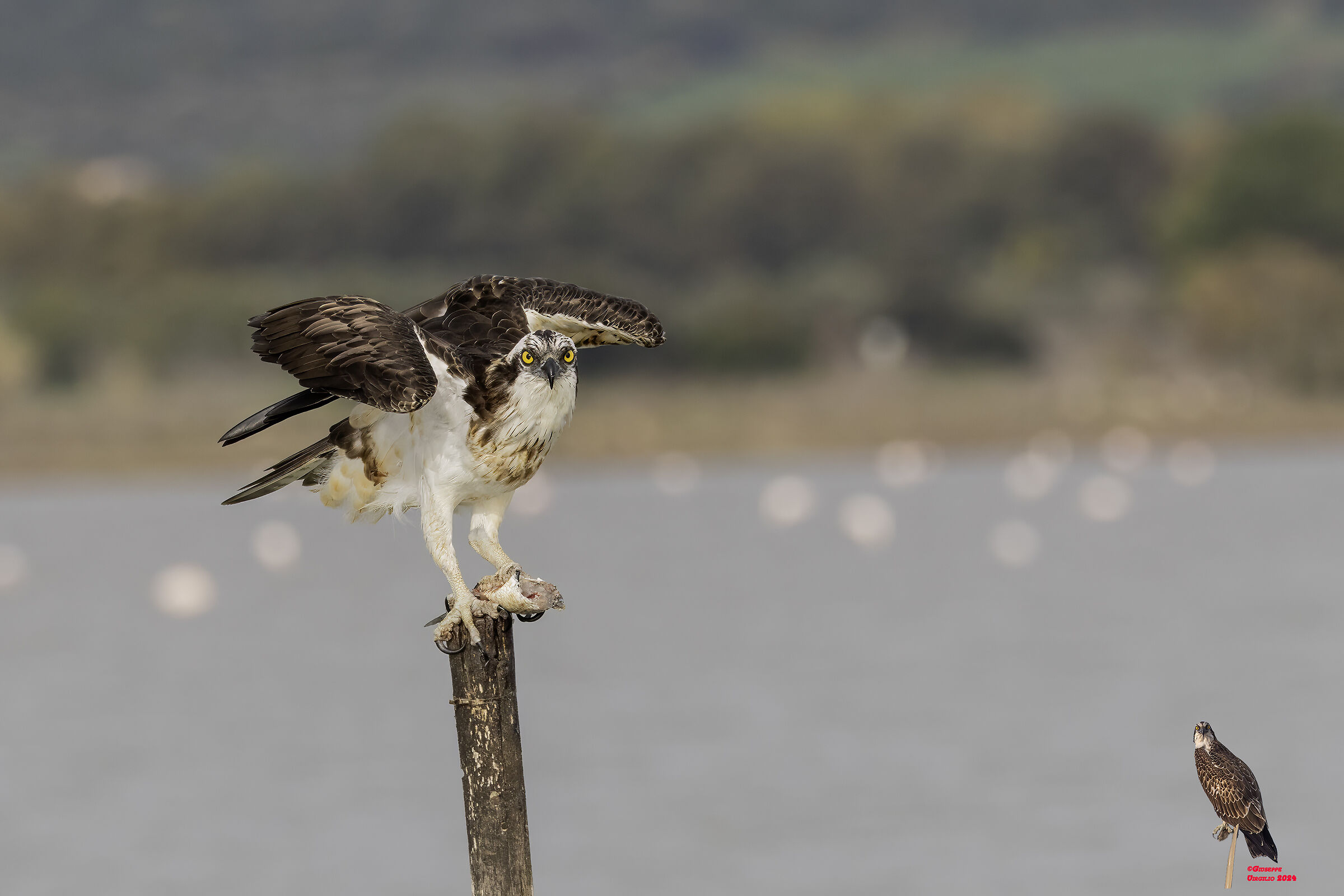 Osprey (Sardinia) 2024...