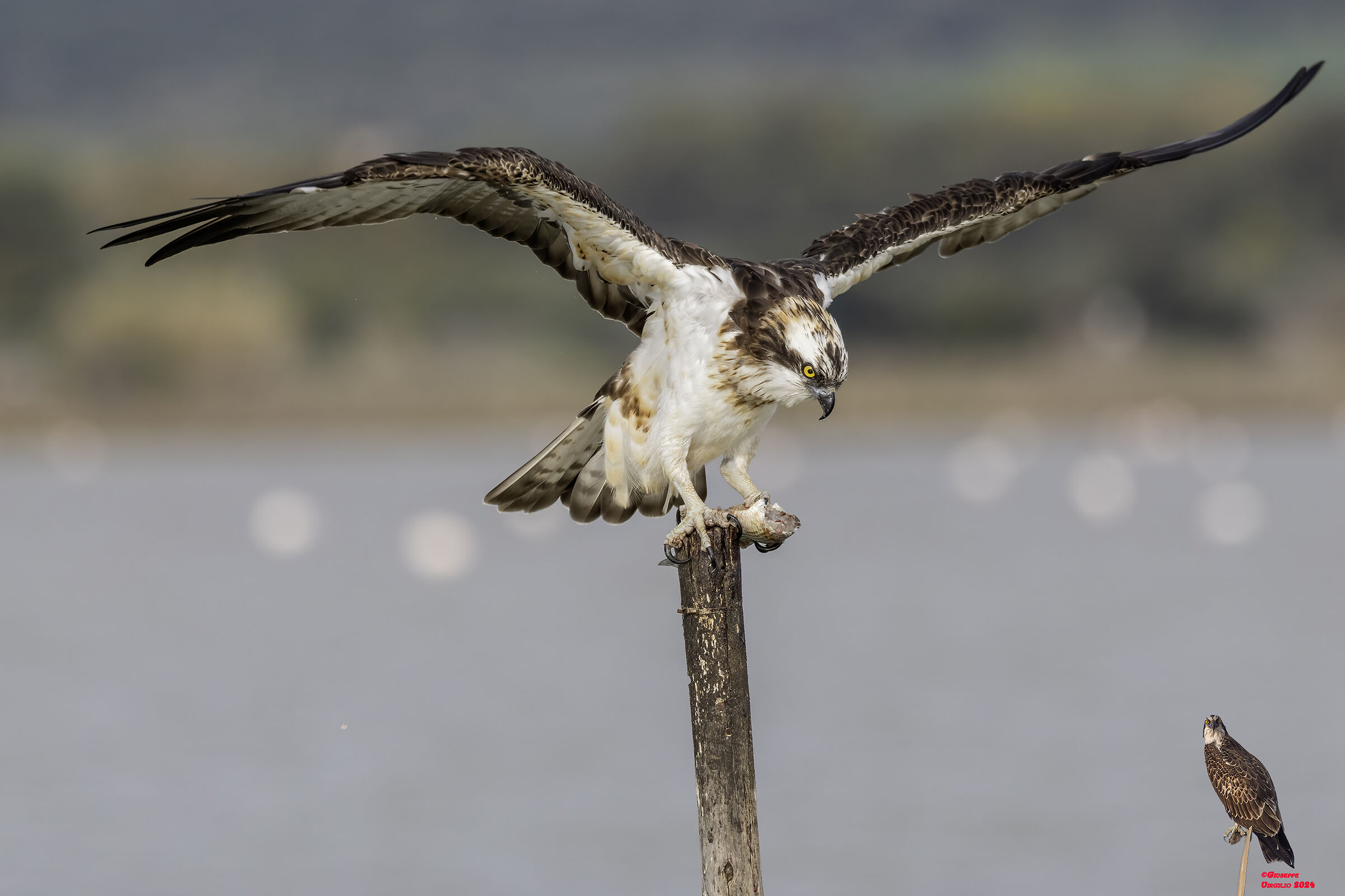 Osprey (Sardinia) 2024...