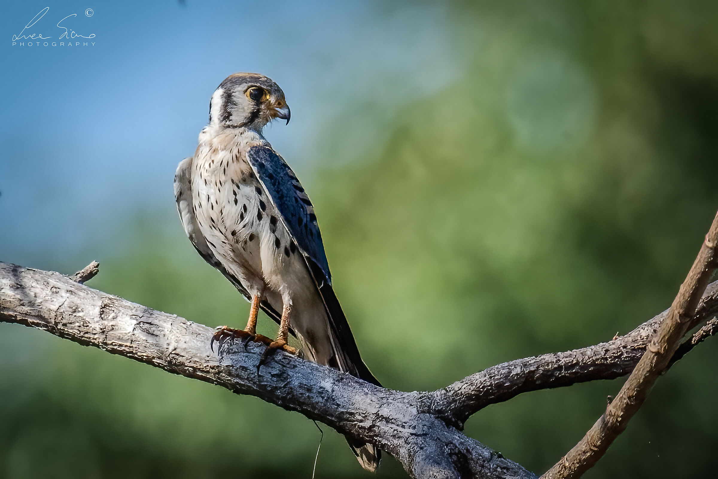 Falco sparverius...
