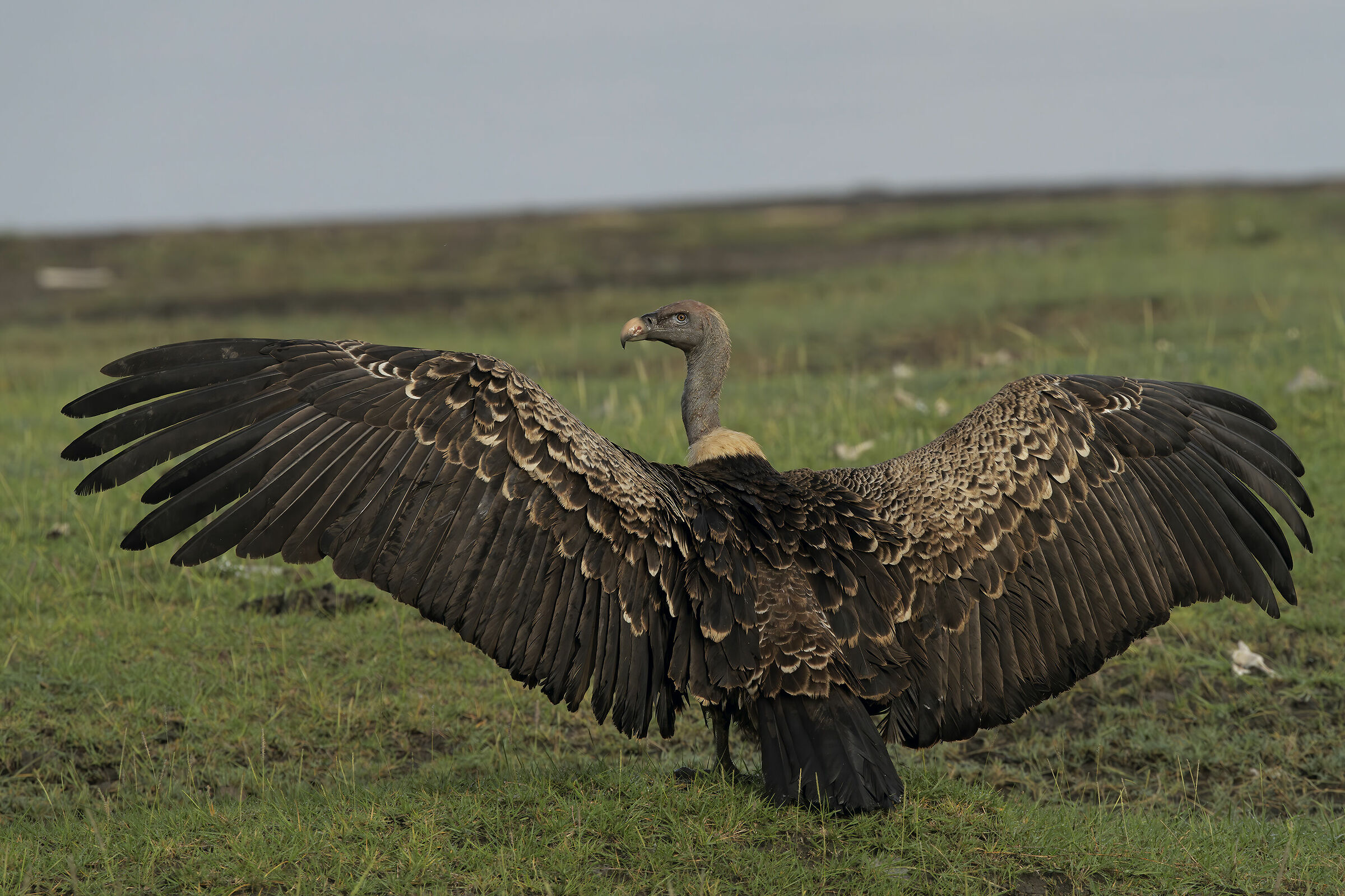 Ruppell's Vulture...