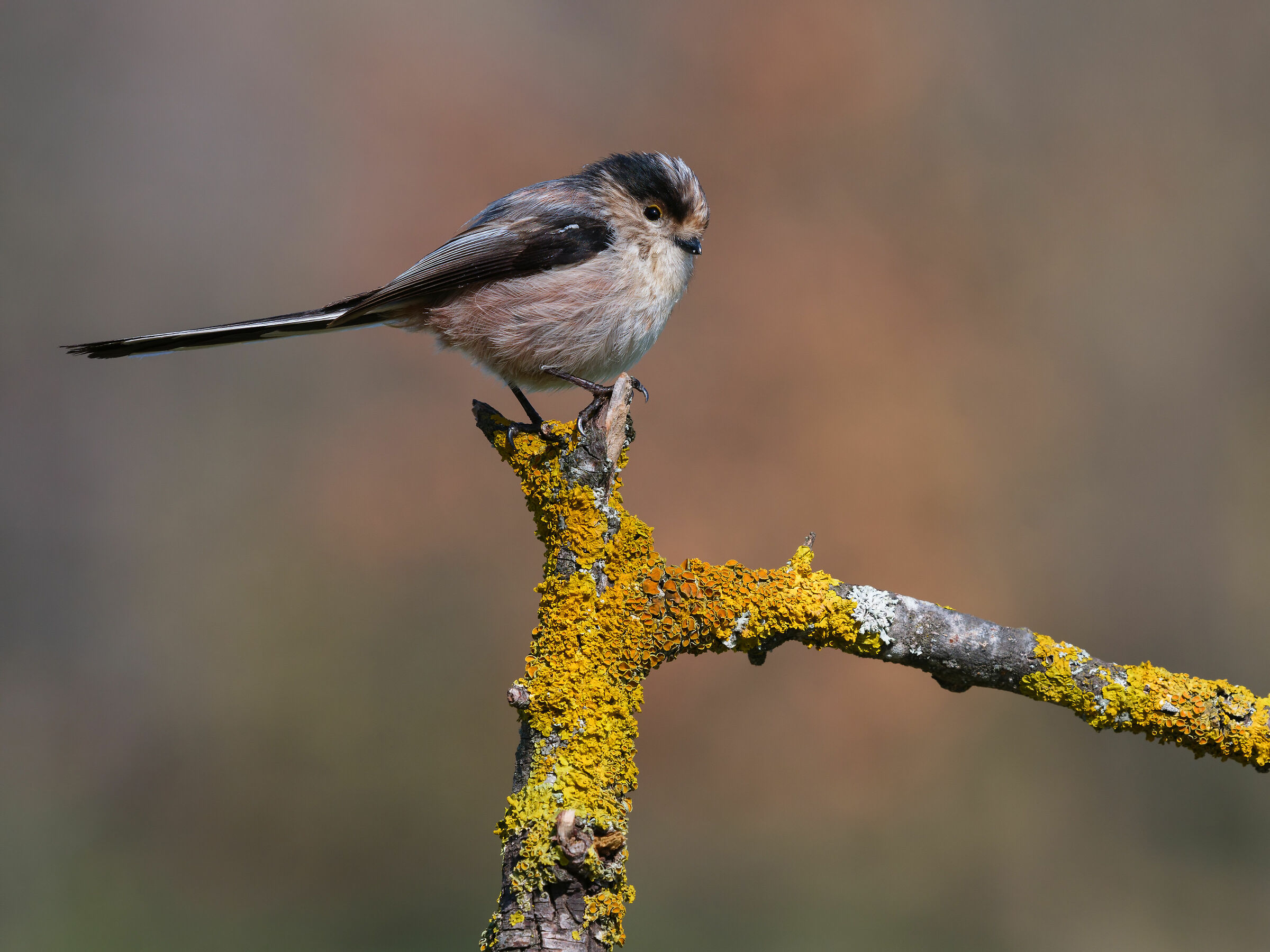 Long-tailed...