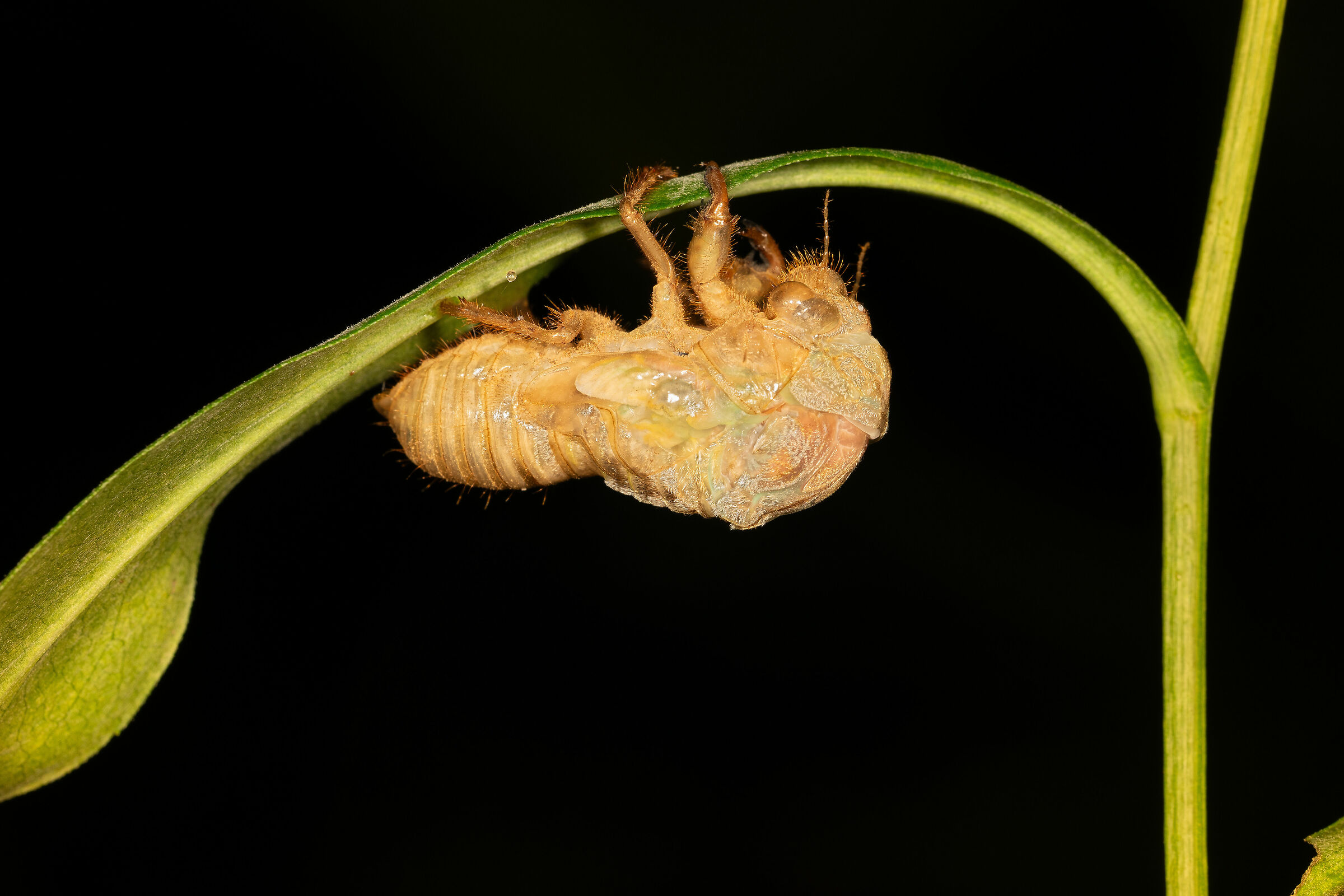 The Metamorphosis of the Cicada, 6...