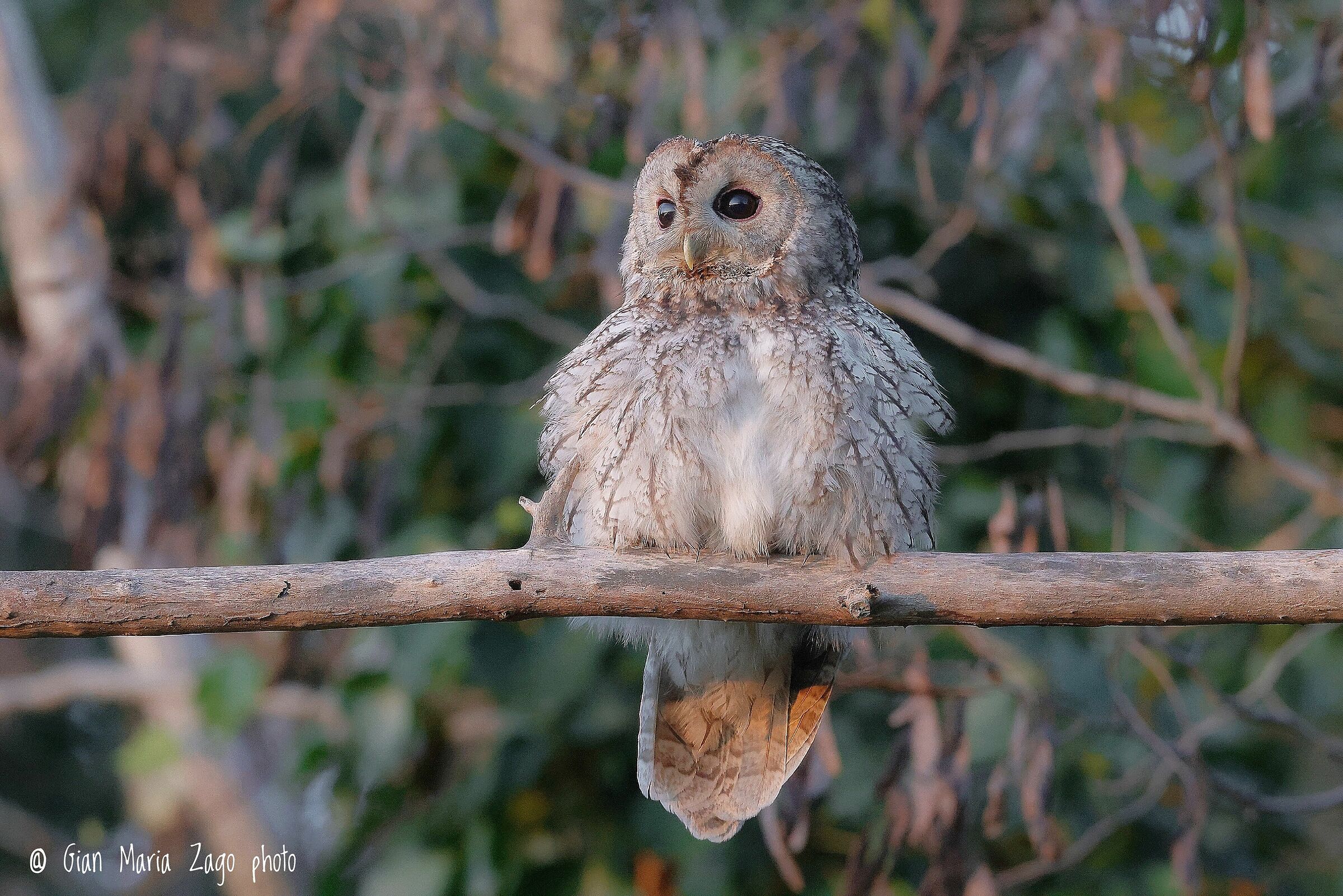 Tawny owl in the soft light of sunset ...